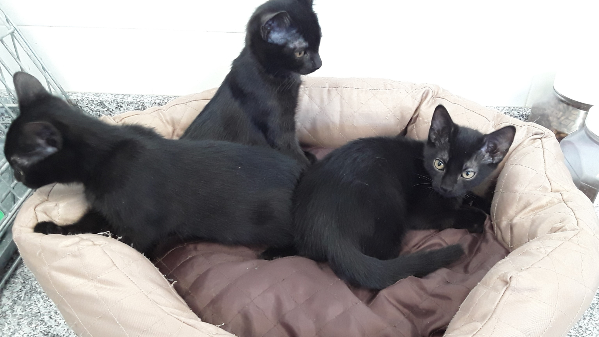 'Flo', 'Romy' y 'Risto', tres de los gatos que buscan un hogar