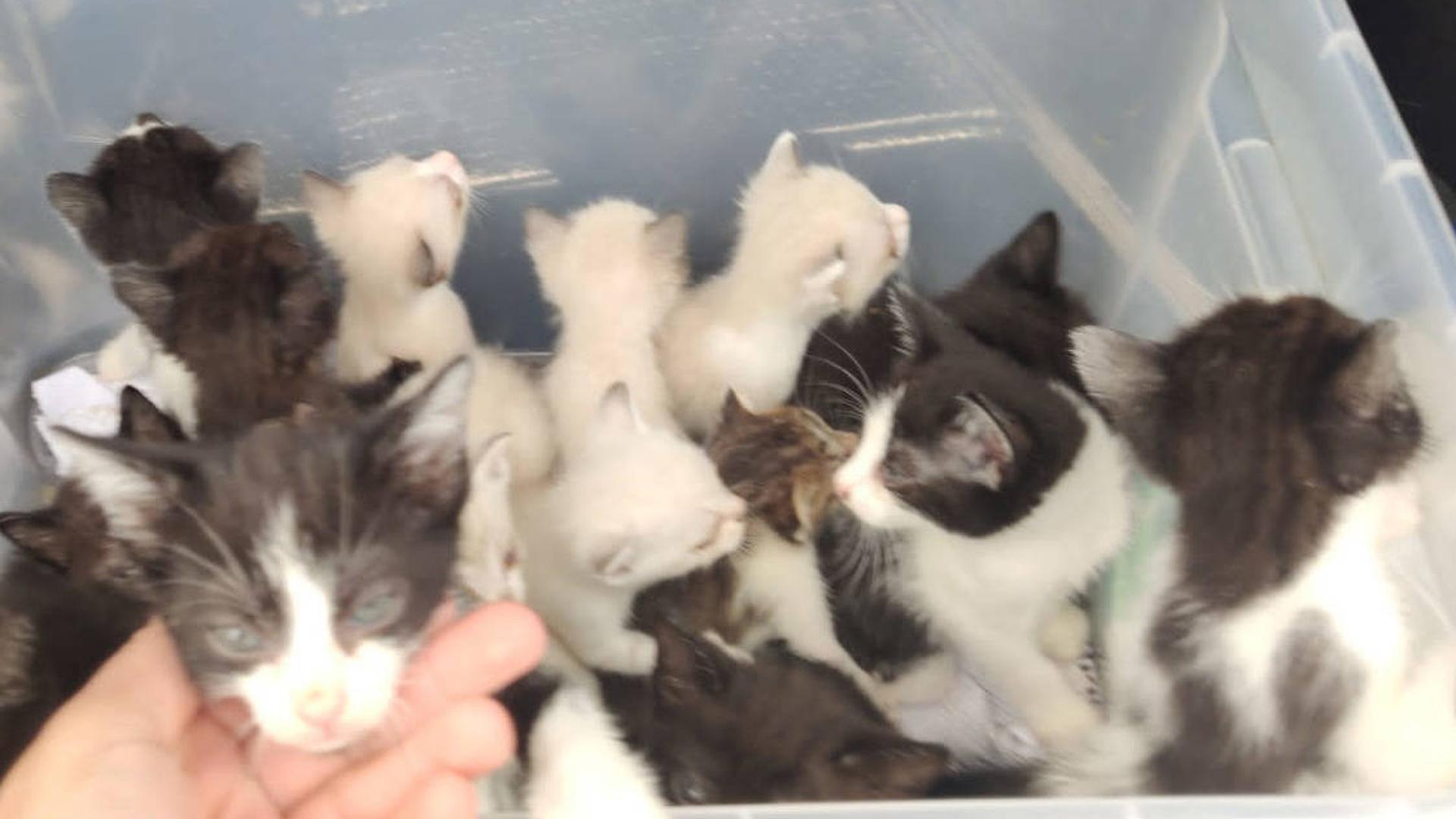 Gatos que un investigado por la Guardia Civil abandonó en Tudela.