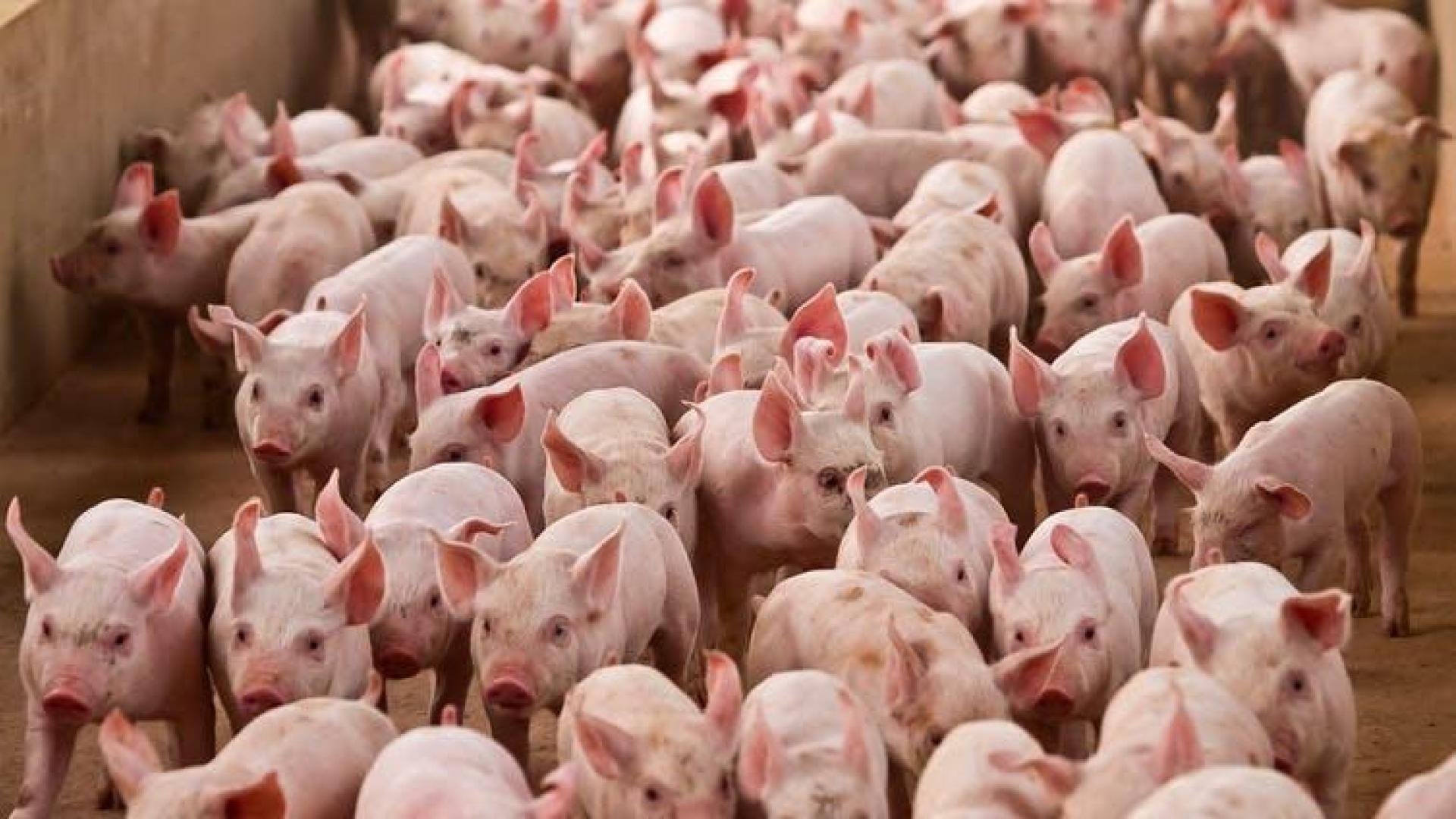 Imagen de cerdos en una granja