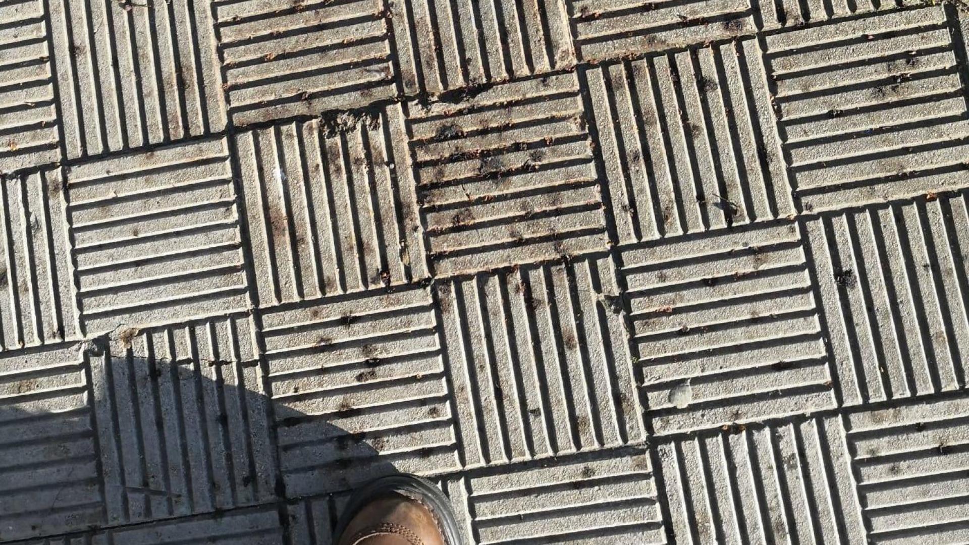 Acera de la calle Monasterio de Irache con rastros de suciedad por culpa de los árboles