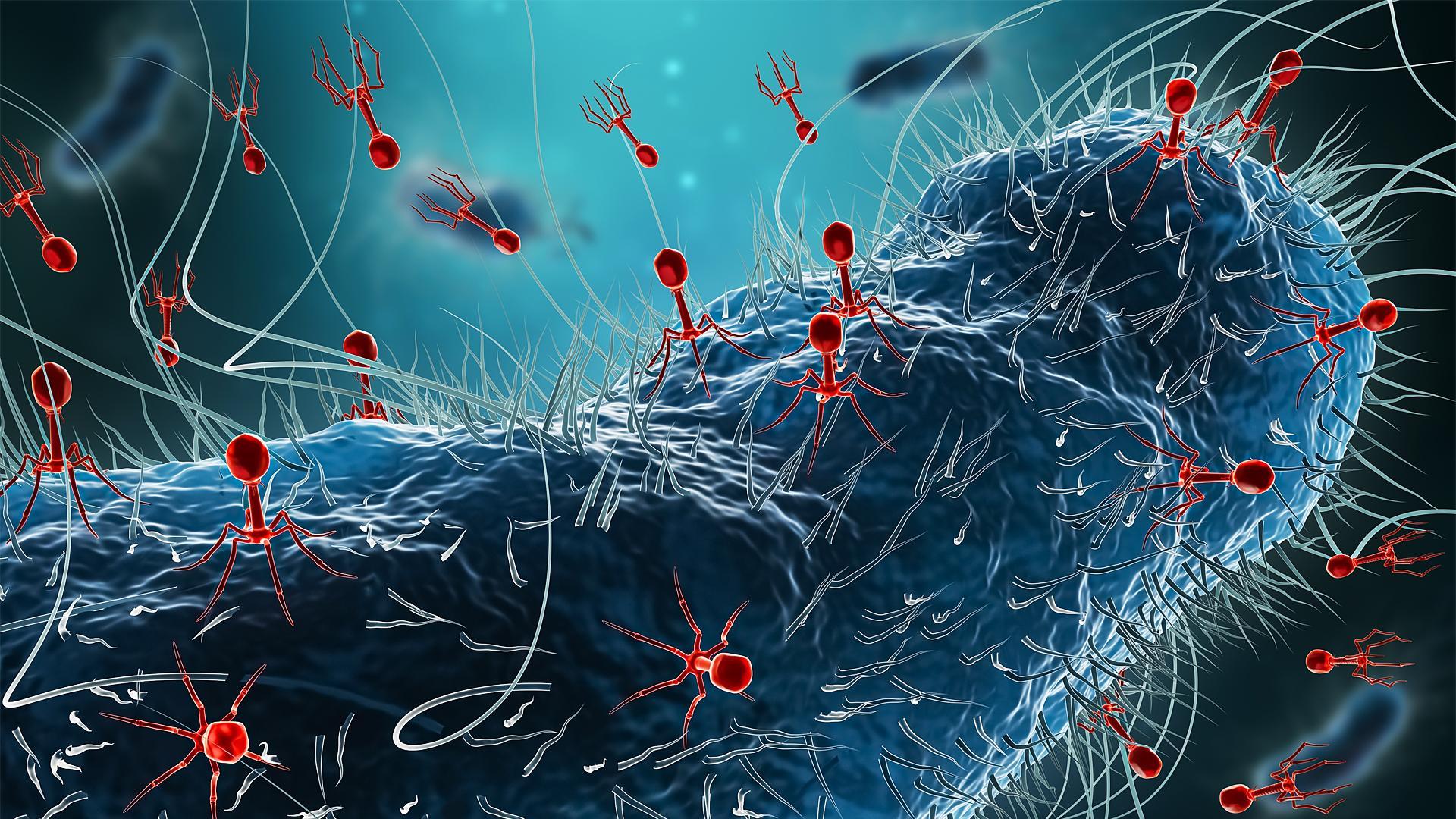 Ilustración de grupo de bacteriófagos infectando una bacteria