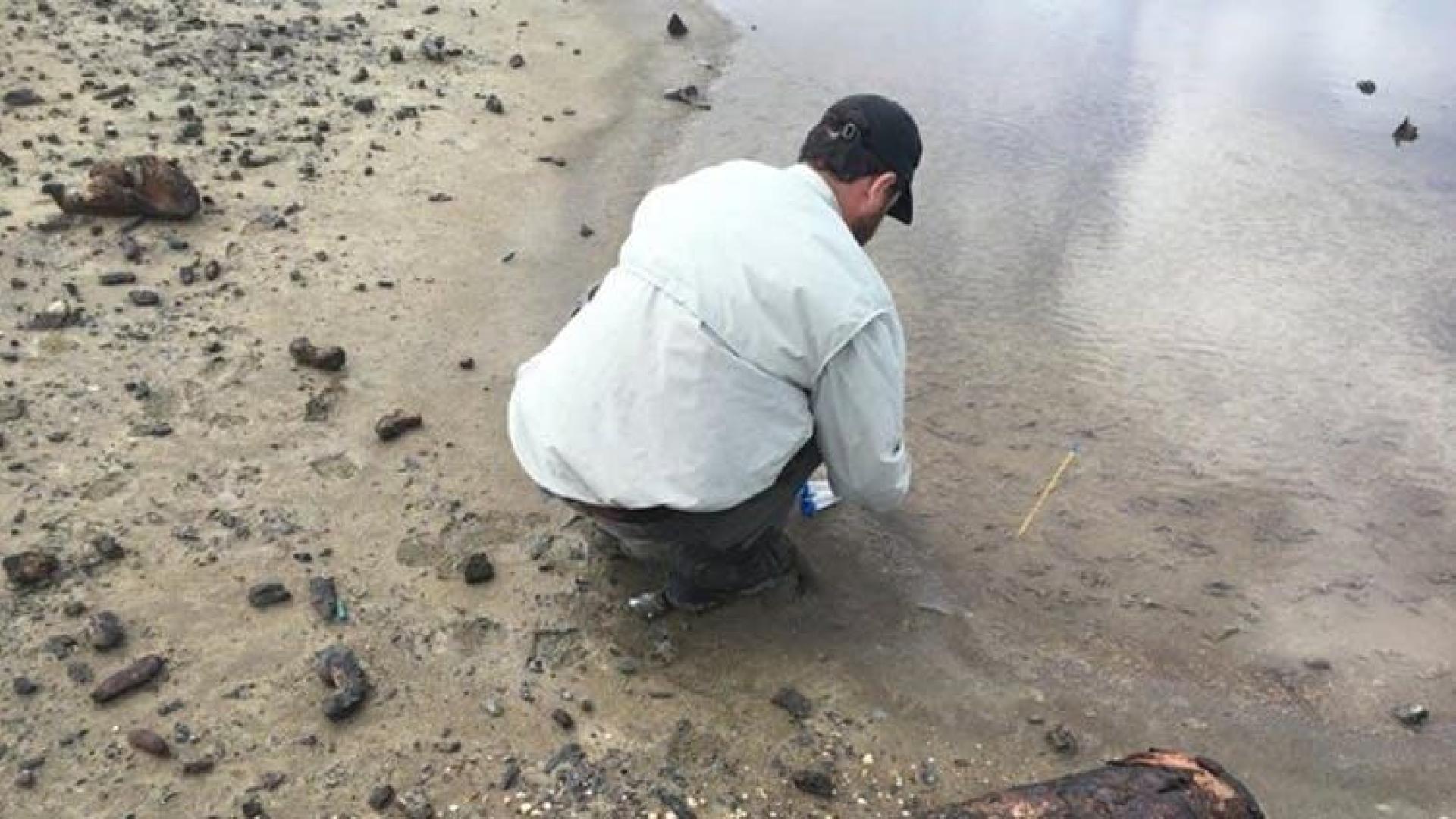 Bombas oxidadas y desechos militares eran evidentes en la superficie de la Laguna Anones de Vieques, pero la mayoría de los impactos son cientos de bombas enterradas que se corroen en un suelo blando y anóxico