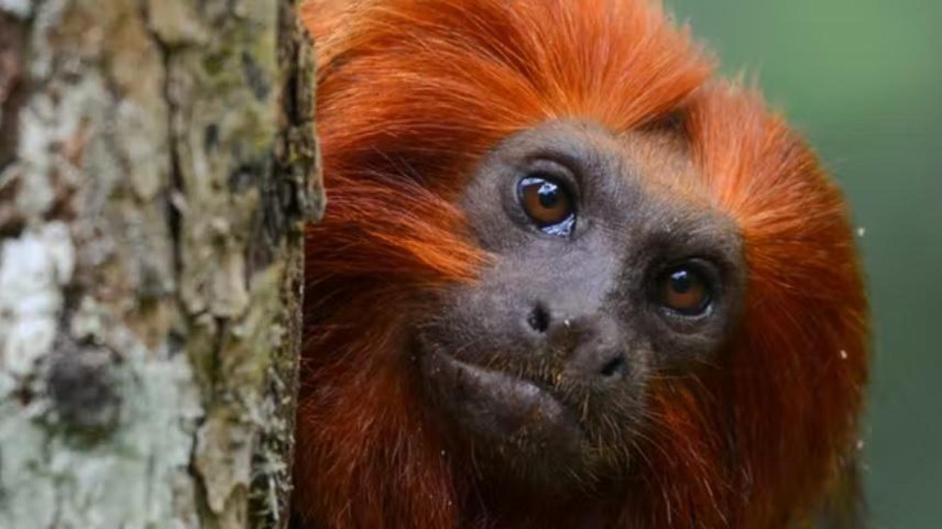 El tití leoncito (Leontopithecus rosalia) tiene una abundante y sedosa melena de color dorado uniforme