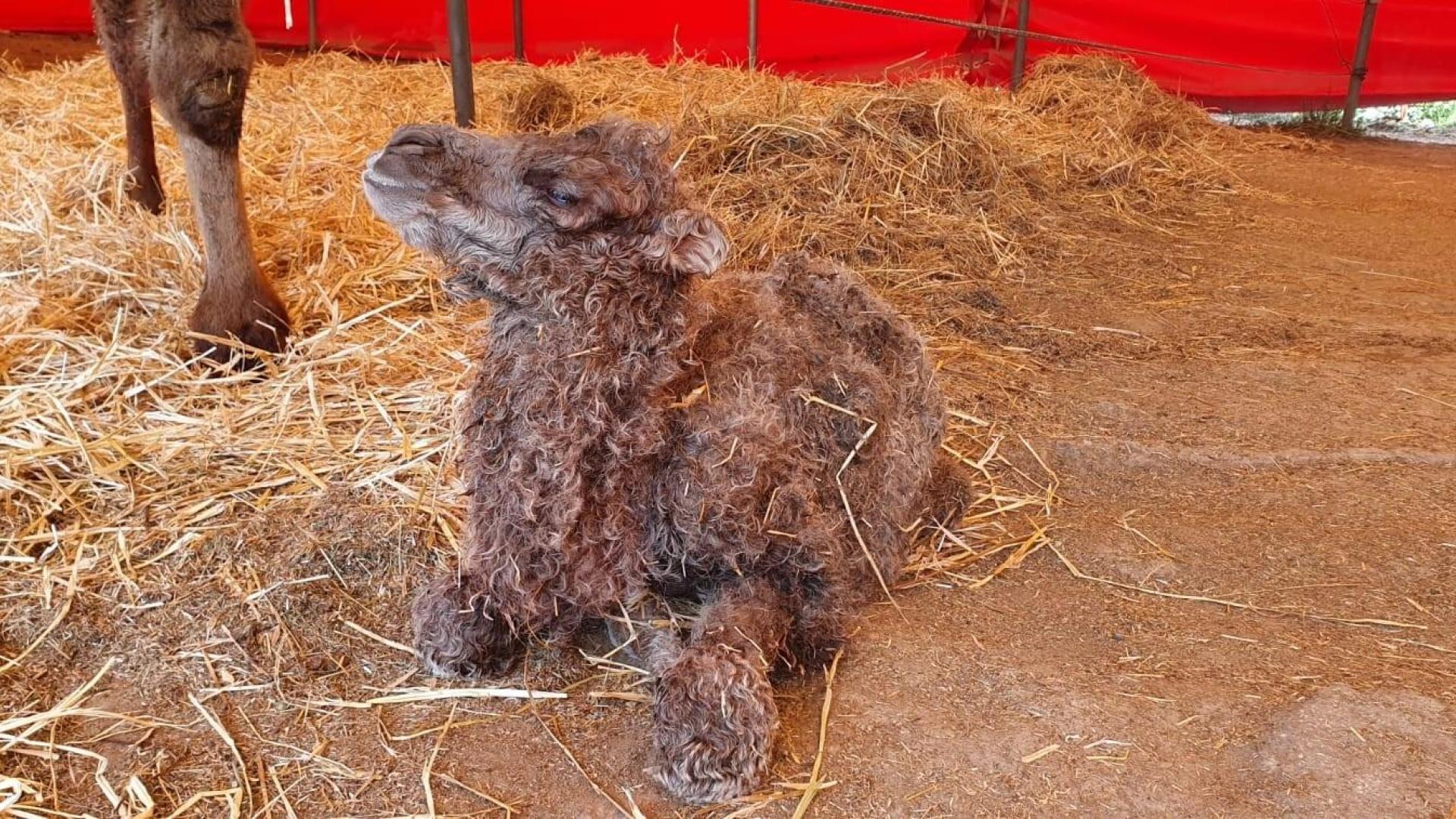 Nace un ejemplar de camello asiático en el circo Quirós, que llevará de nombre 'Almudena'