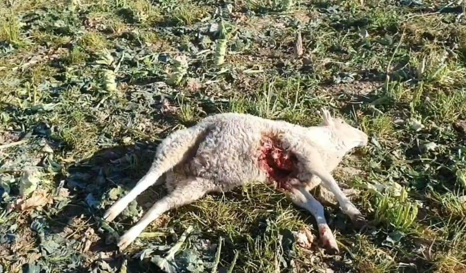 Imagen de una de las ovejas muertas en los ataques