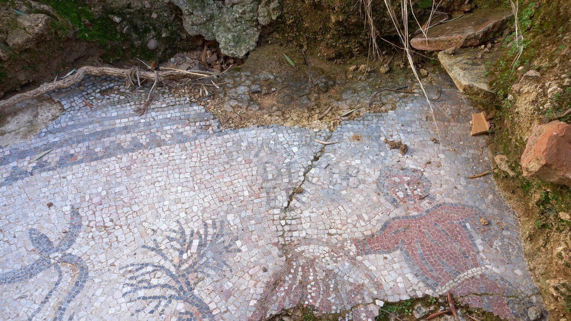 Un movimiento de tierras descubre un mosaico romano de grandes dimensiones en un olivar de Adamuz