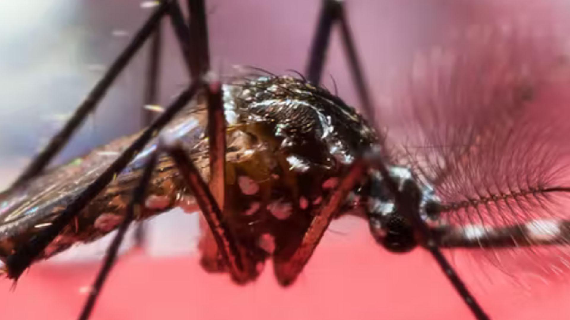 Se acerca la primavera y las larvas de los mosquitos comienzan a transformarse en insectos adultos