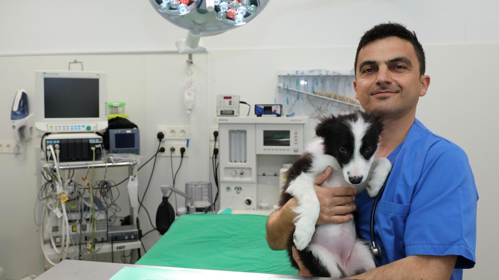 El veterinario Alfonso Bañeres, con una cachora de border collie a la que rescataron recientemente en Basati.