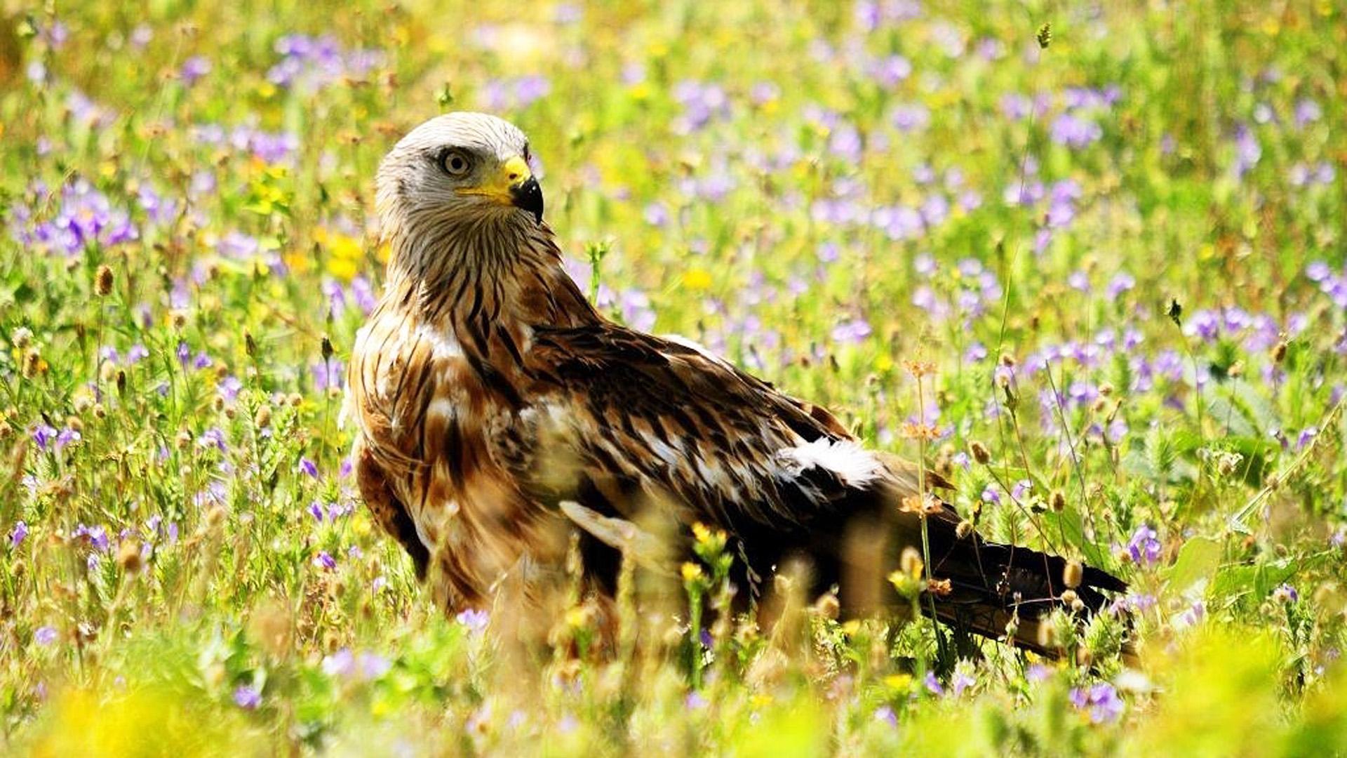 Un ejemplar de milano real reposa en una franja verde de terreno, a la espera de reemprender el vuelo
