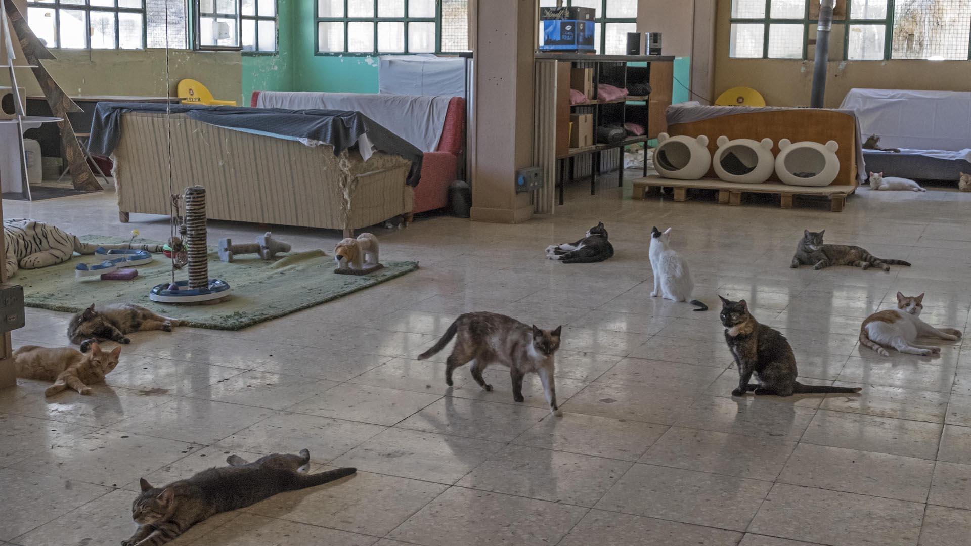 Imagen del refugio felino que la asociación Egapeludos tiene en Canasa