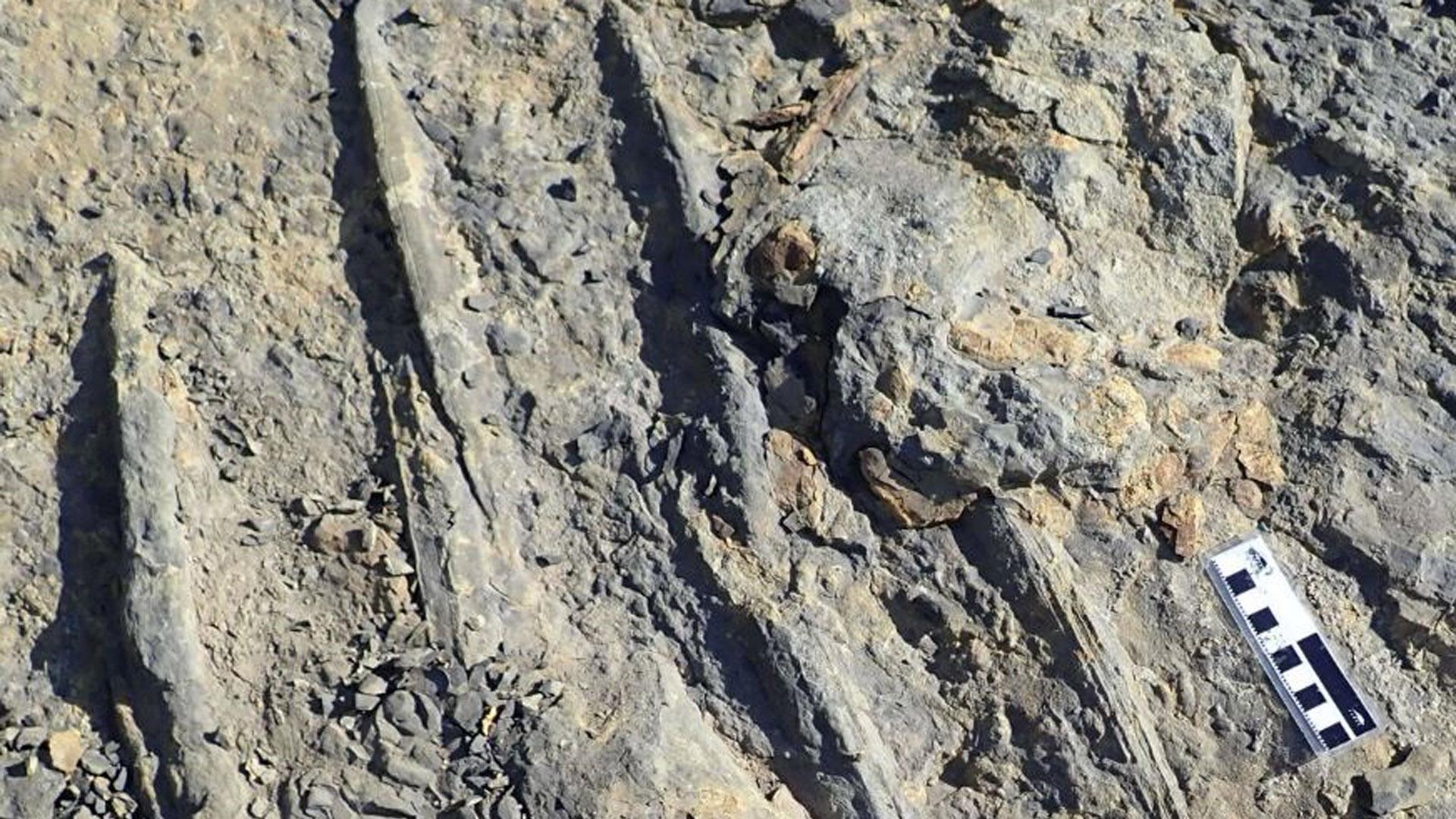 Un ejemplo de huellas de nado de cocodrilo gigante hechas por las garras de un cocodrilo raspando el fondo del canal de un río