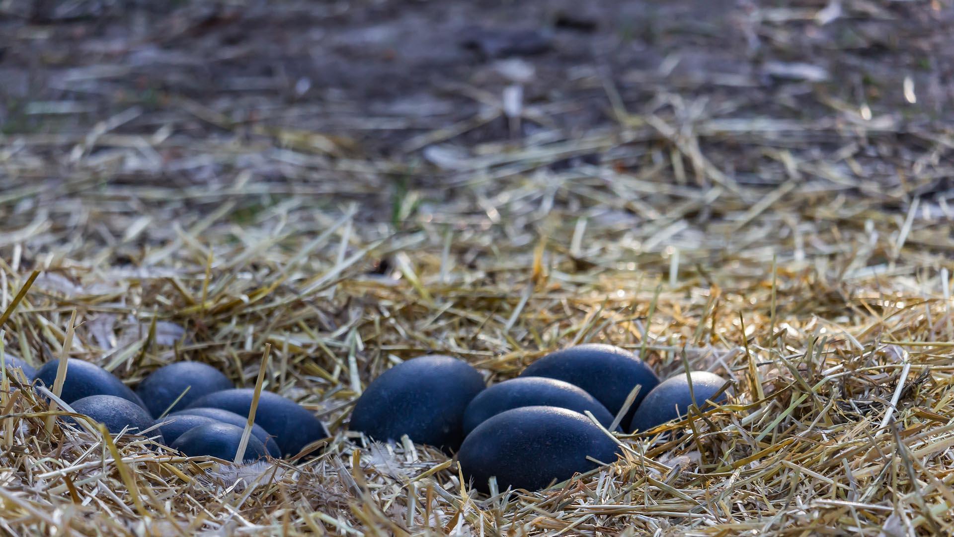 Huevos de Emú
