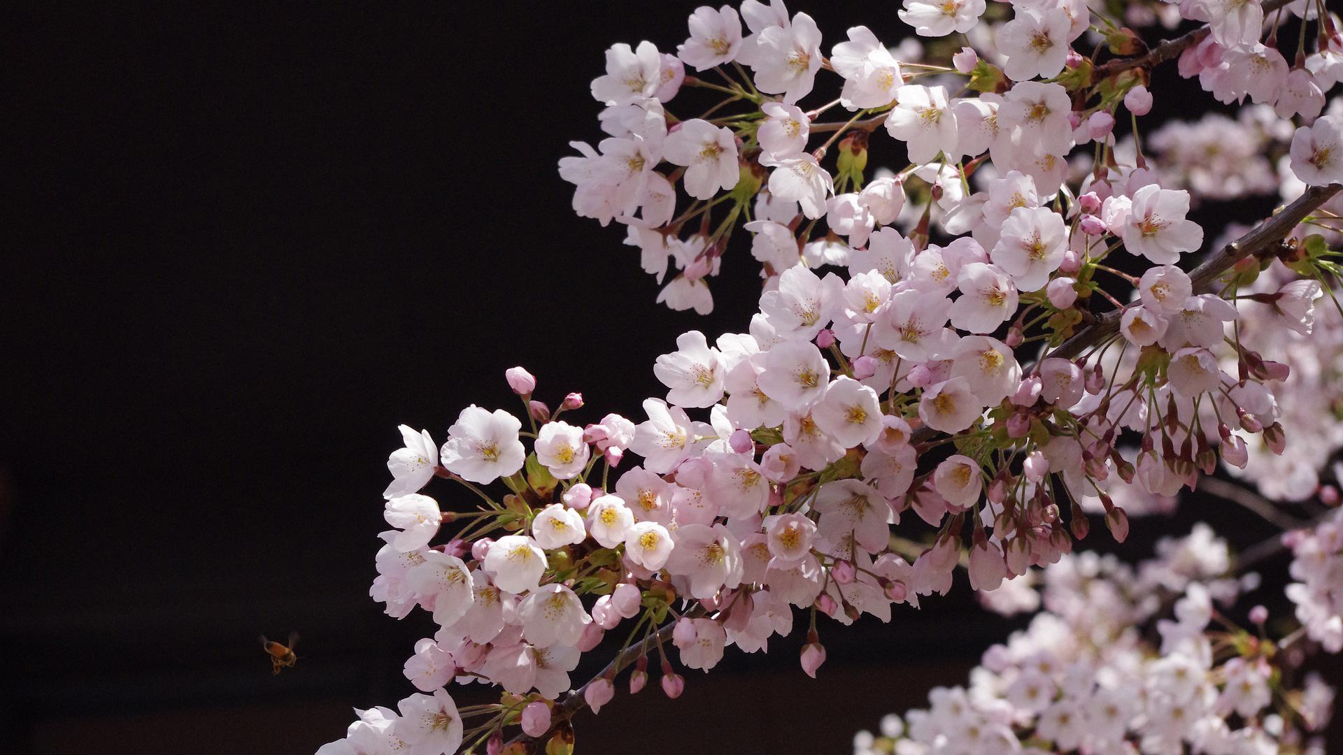 Imagen de un cerezo en flor