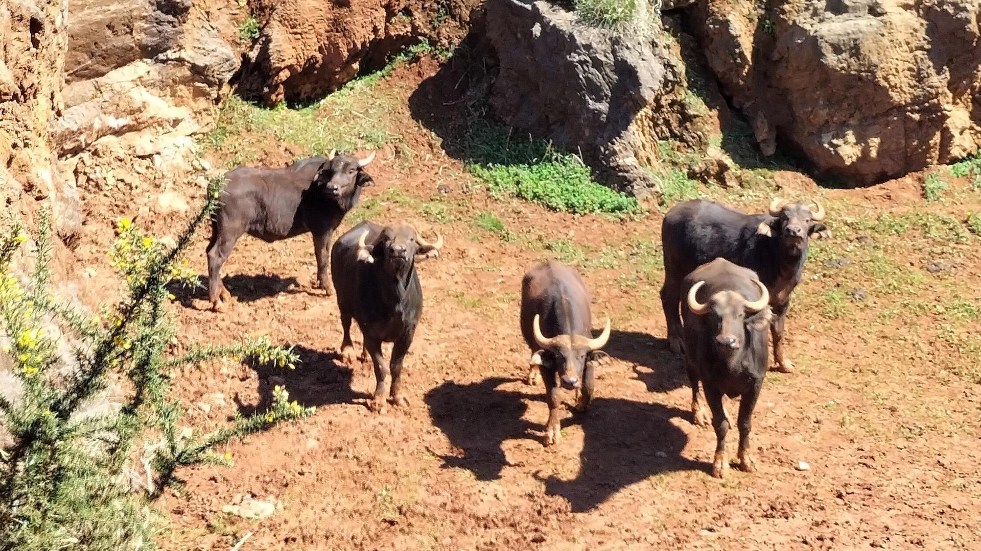 Los ejemplares de búfalos cafre llegan a Cabárceno en el marco del programa de cesión de animales entre zoos y parques europeos