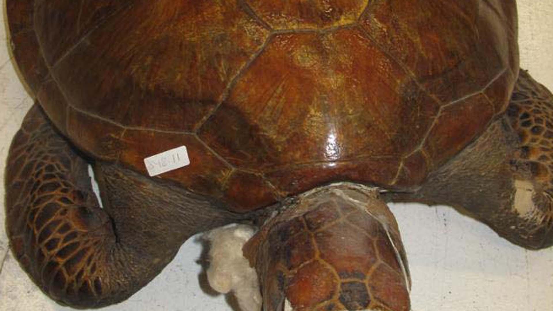 Tortuga intervenida
