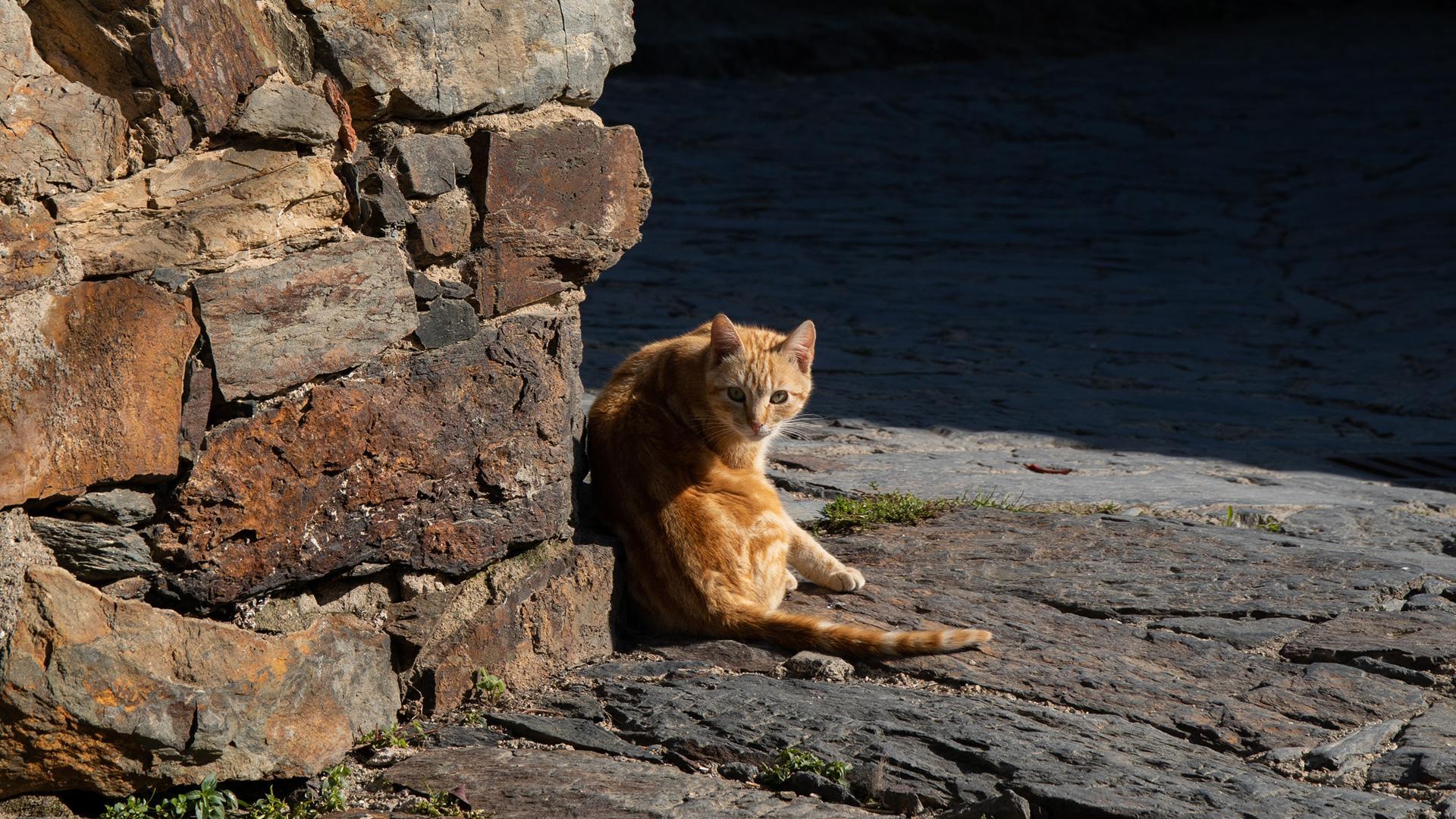 Un gato toma el sol junto a la pared de una casa de pueblo