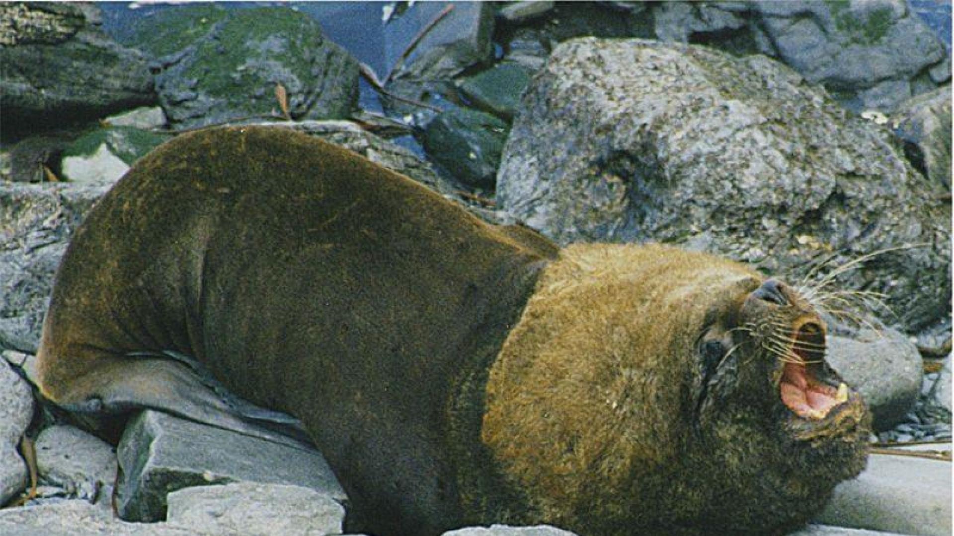 Un ejemplar de un lobo marino