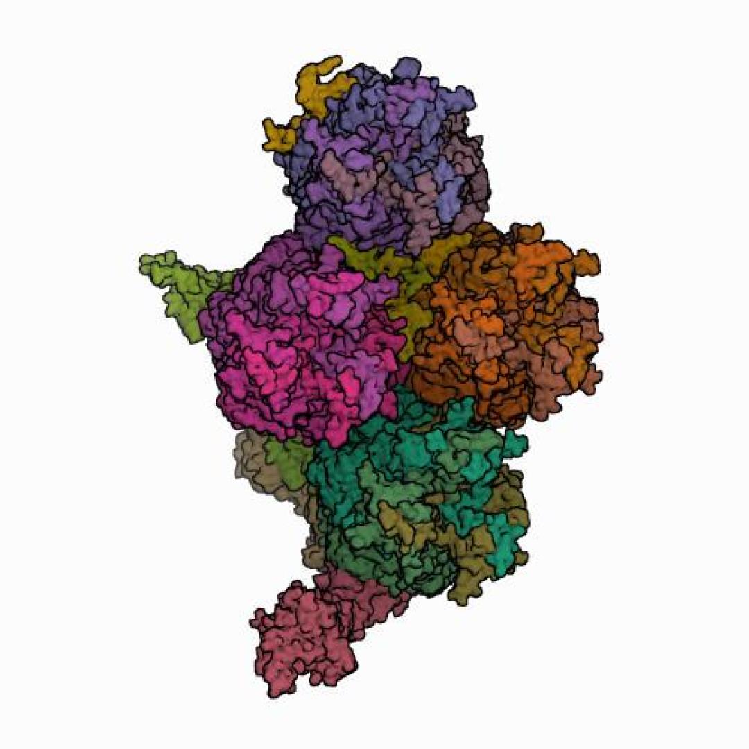 Cápside del HAdV-F41. Protein Data Bank