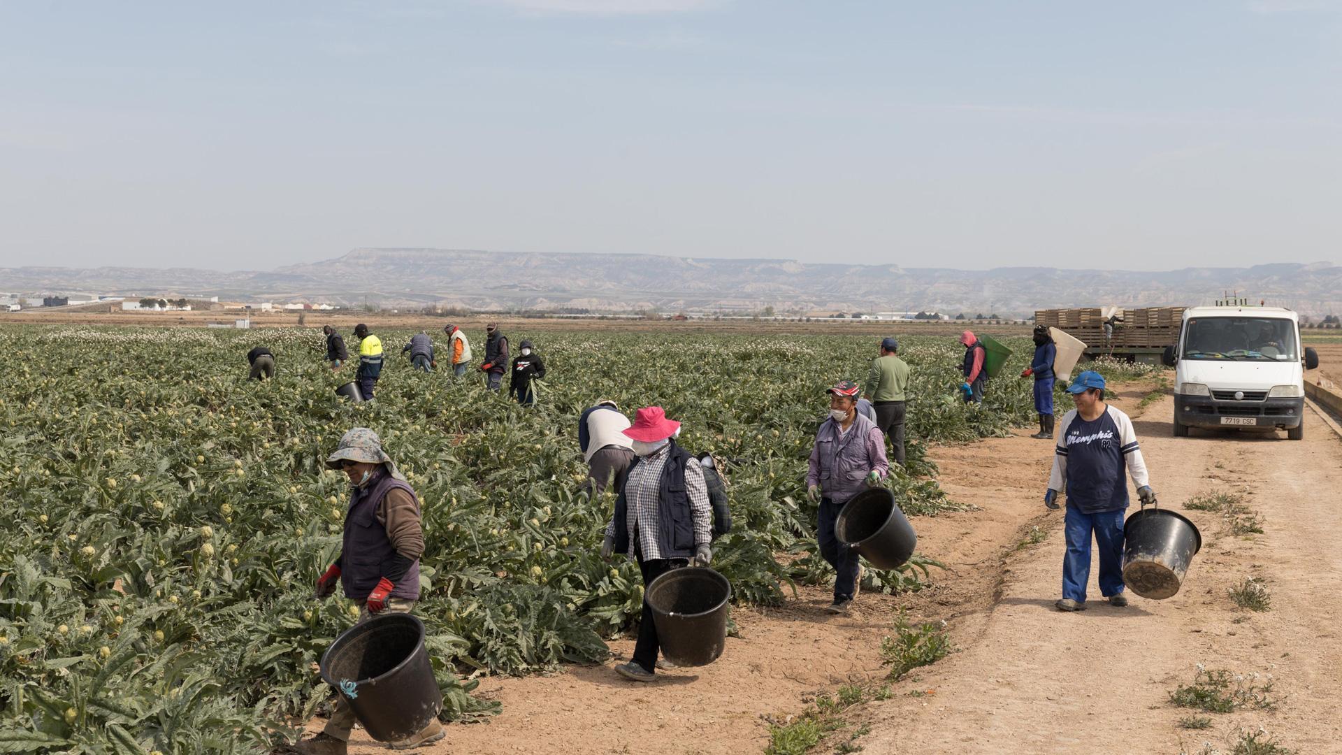Recolectores de alcachofas en una finca en la campaña anterior