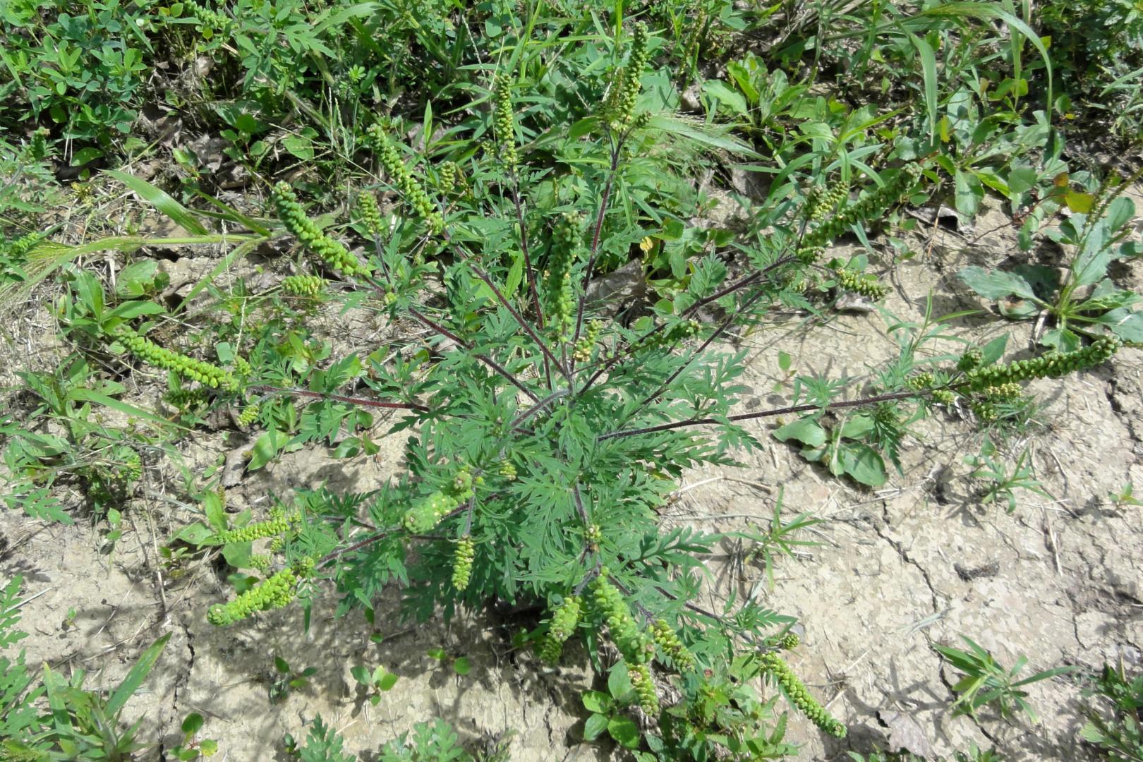 Ambrosia artemisiifolia