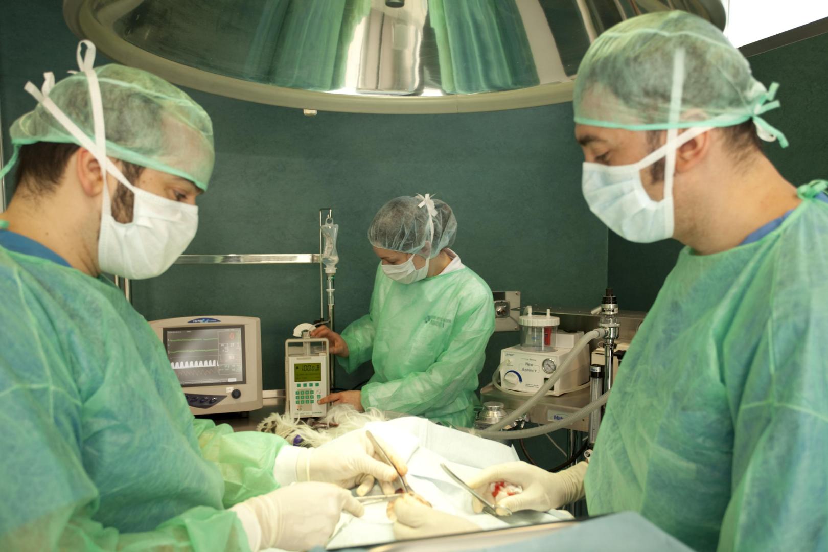 En Clínica Abodi son expertos en cirugía veterinaria con modernas  instalaciones y equipos.