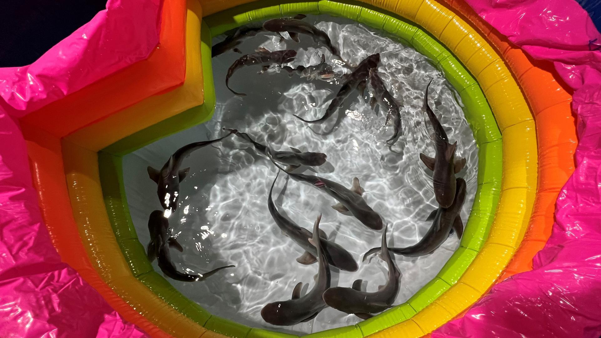 Imagen de los 15 tiburones recién nacidos