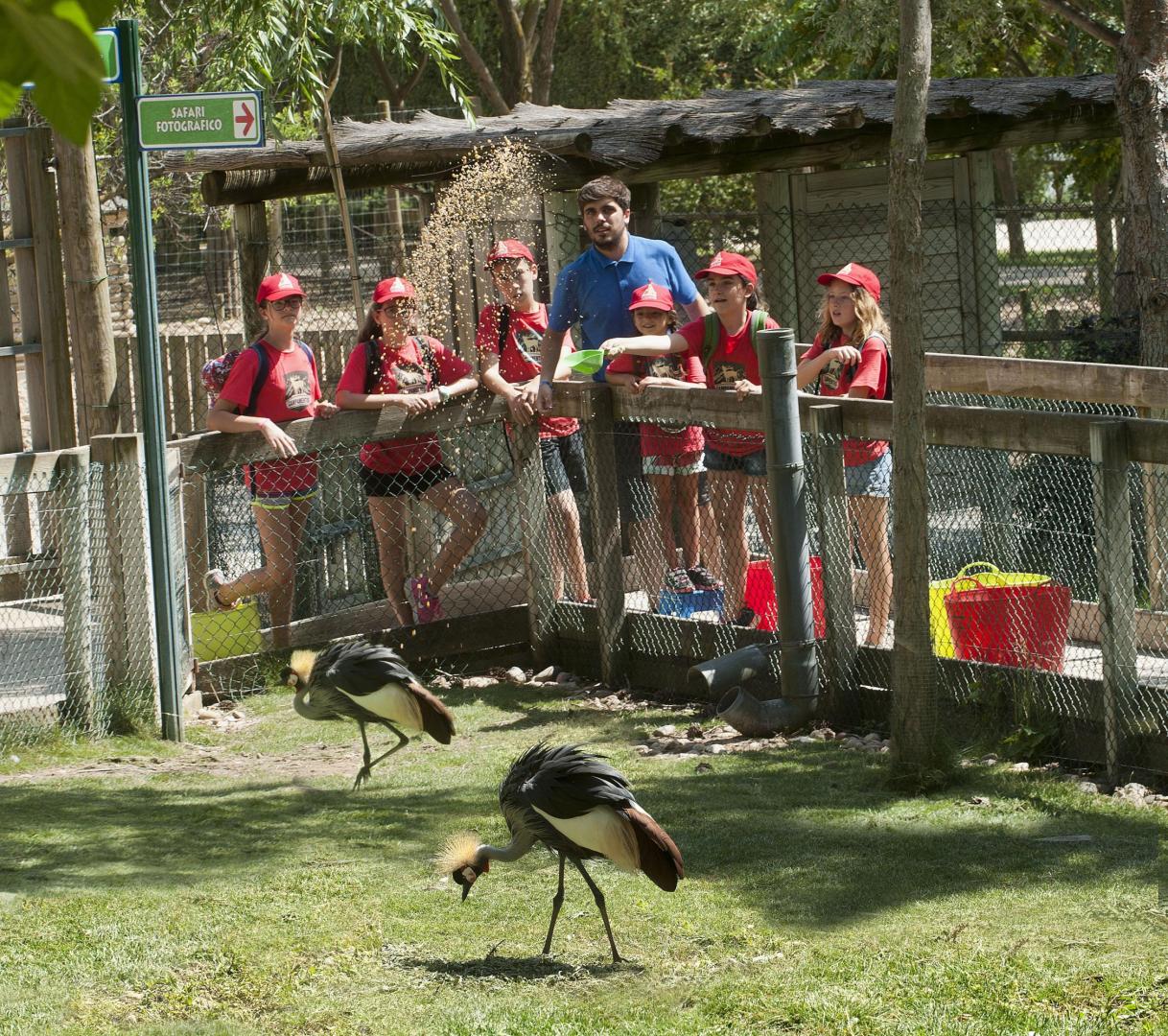Los campamentos de verano de Sendaviva