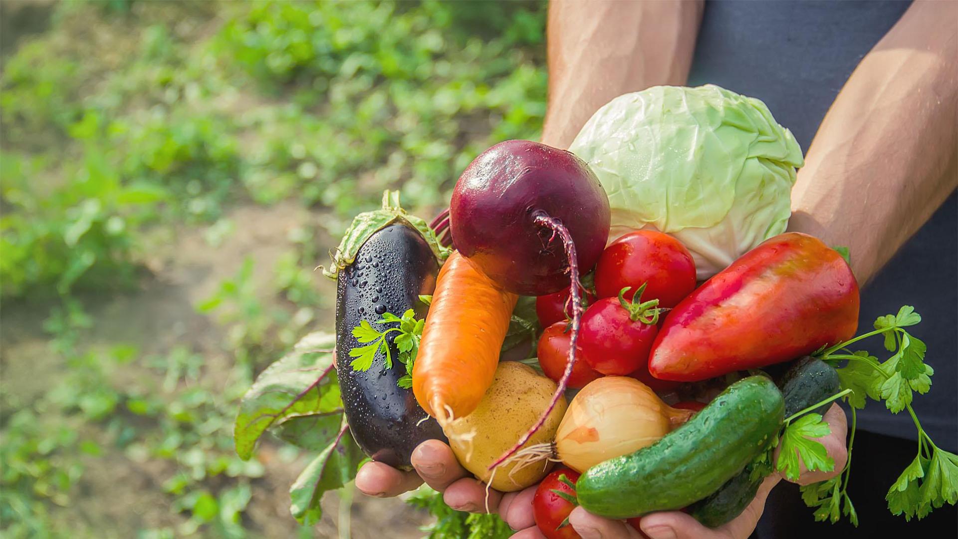 Varias hortalizas de una huerta