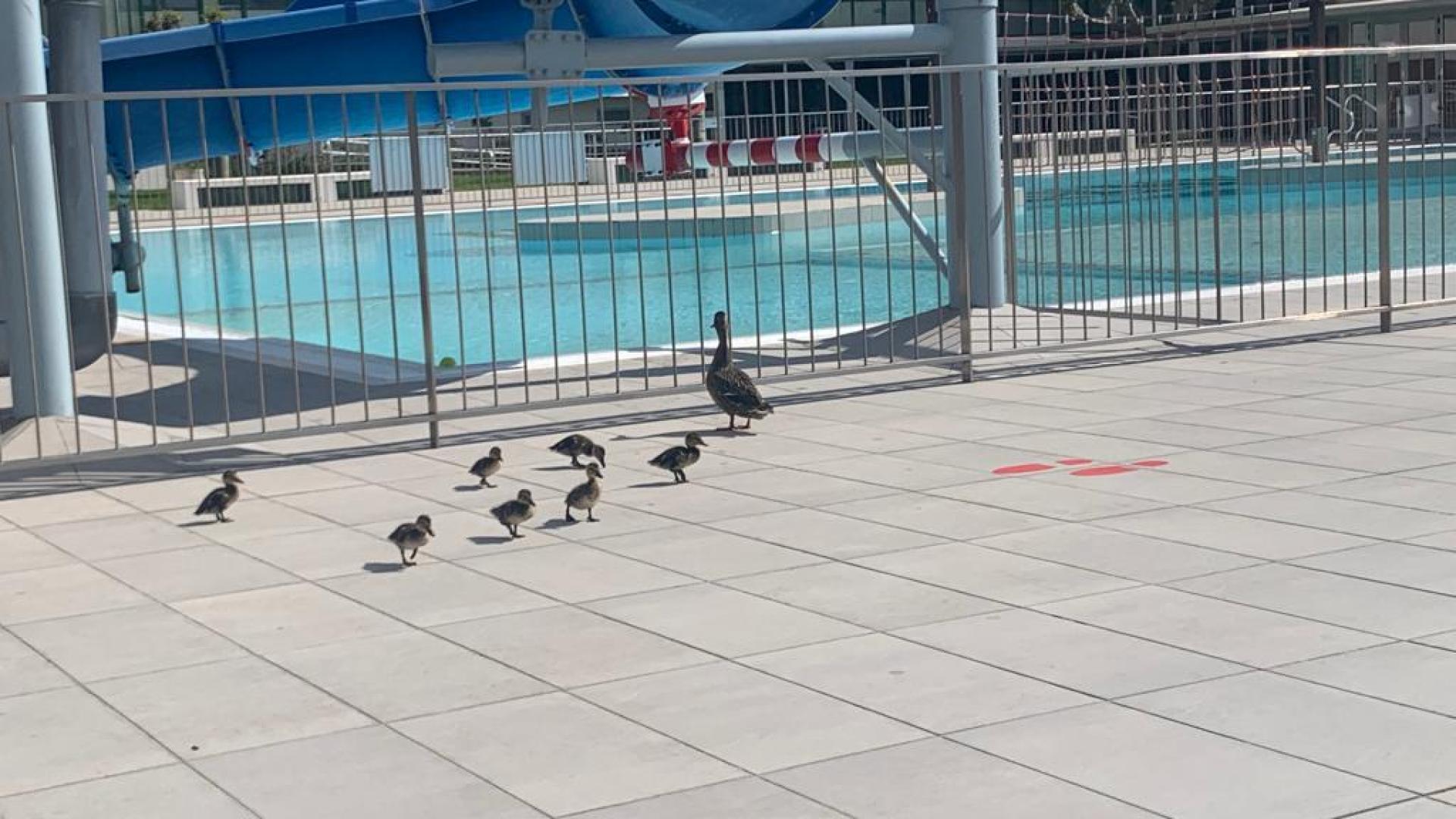 La familia de patos, en las instalaciones de Anaitasuna