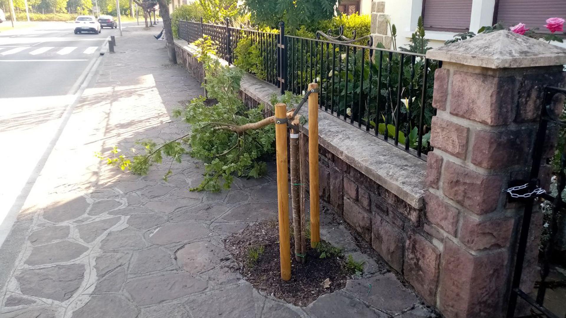 Destrozan árboles recién plantados en Elizondo