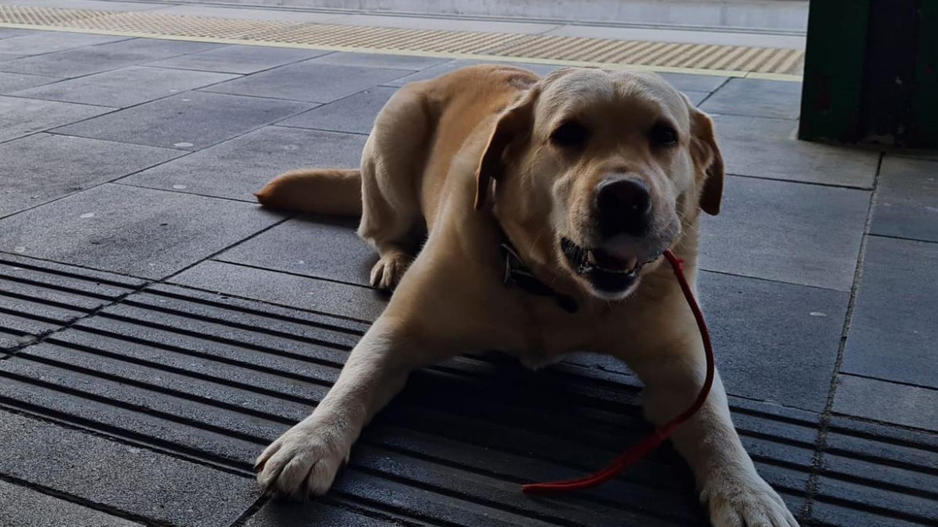 Imagen de la unidad canina de la Policía Municipal