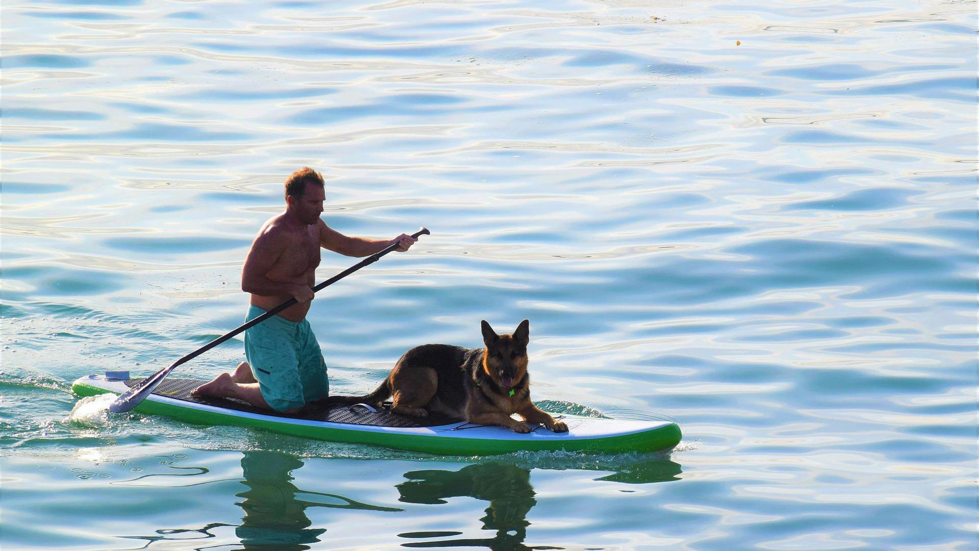 Imagen de archivo de un hombre con su perro en una tabla de surf