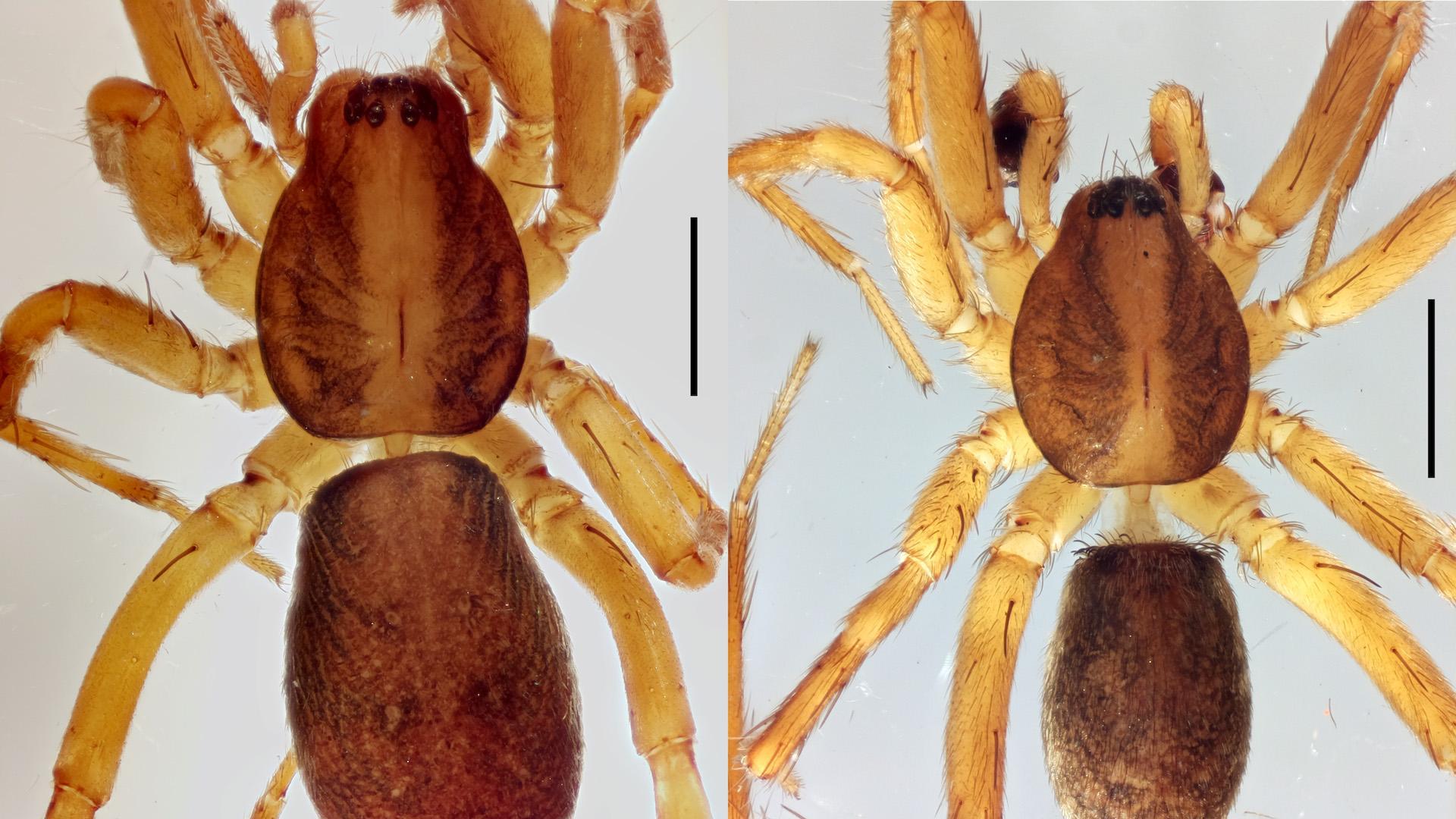 Ejemplar de Agroeca istia (scala 1mm)