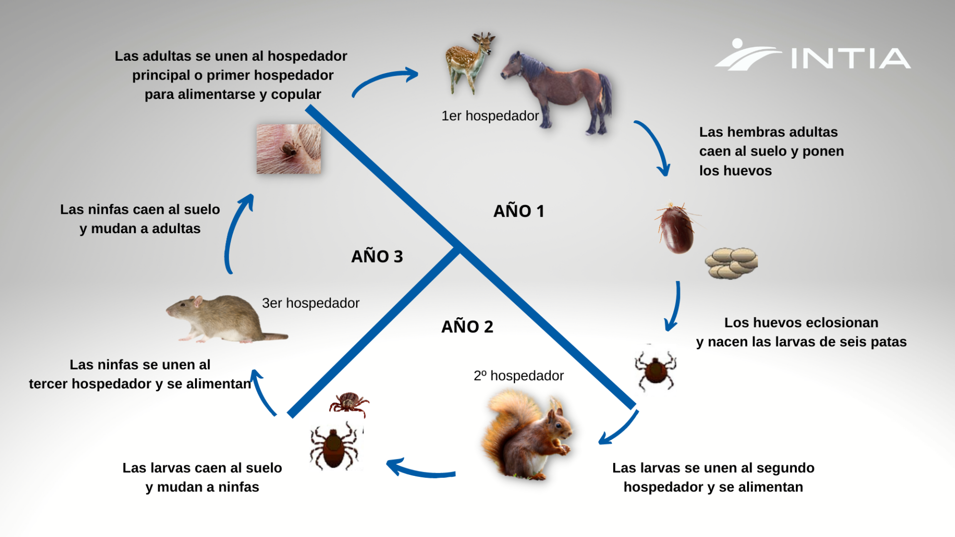 Ciclo de la garrapata