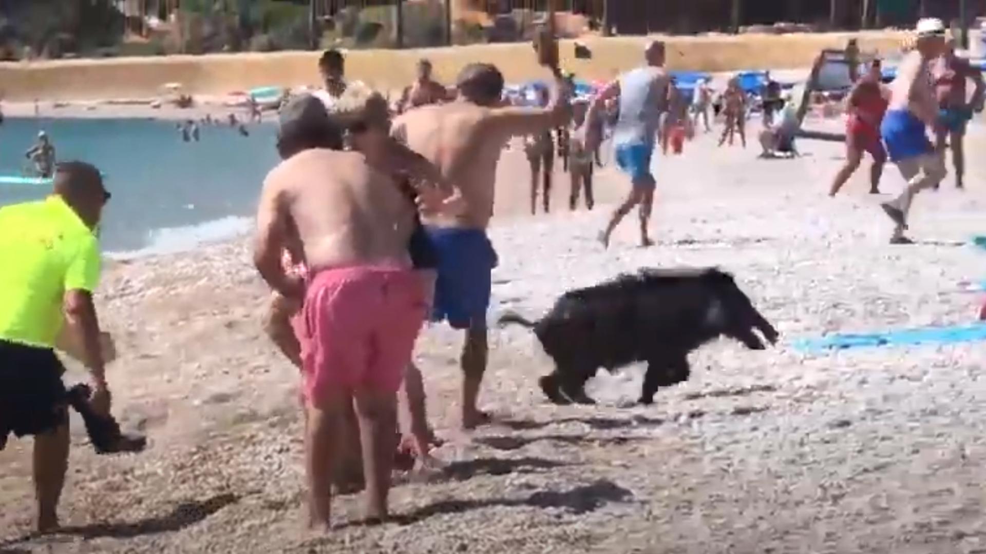 Captura de imagen del jabalí en la playa de L'Alfàs del Pi