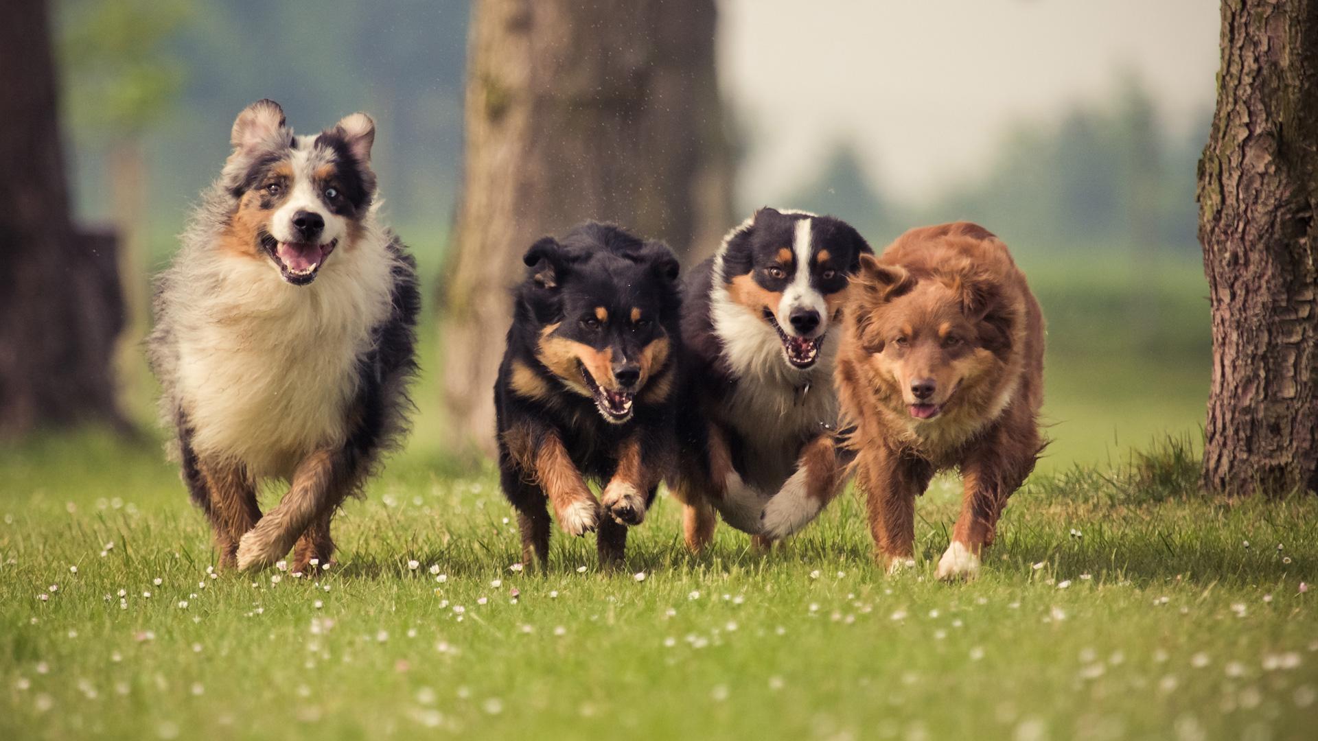 Ya en la prehistoria había un gran número de perros muy diferentes