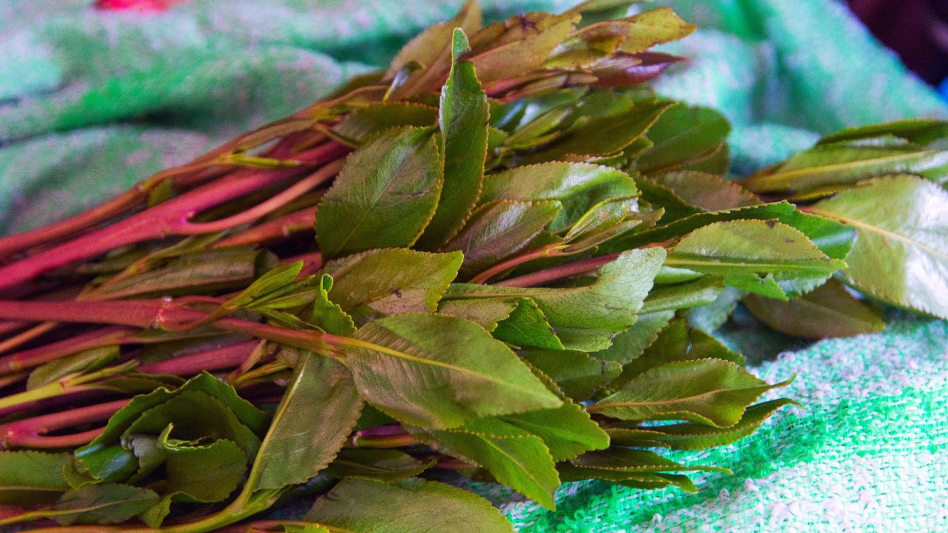 Planta de khat, un estimulante original de África oriental