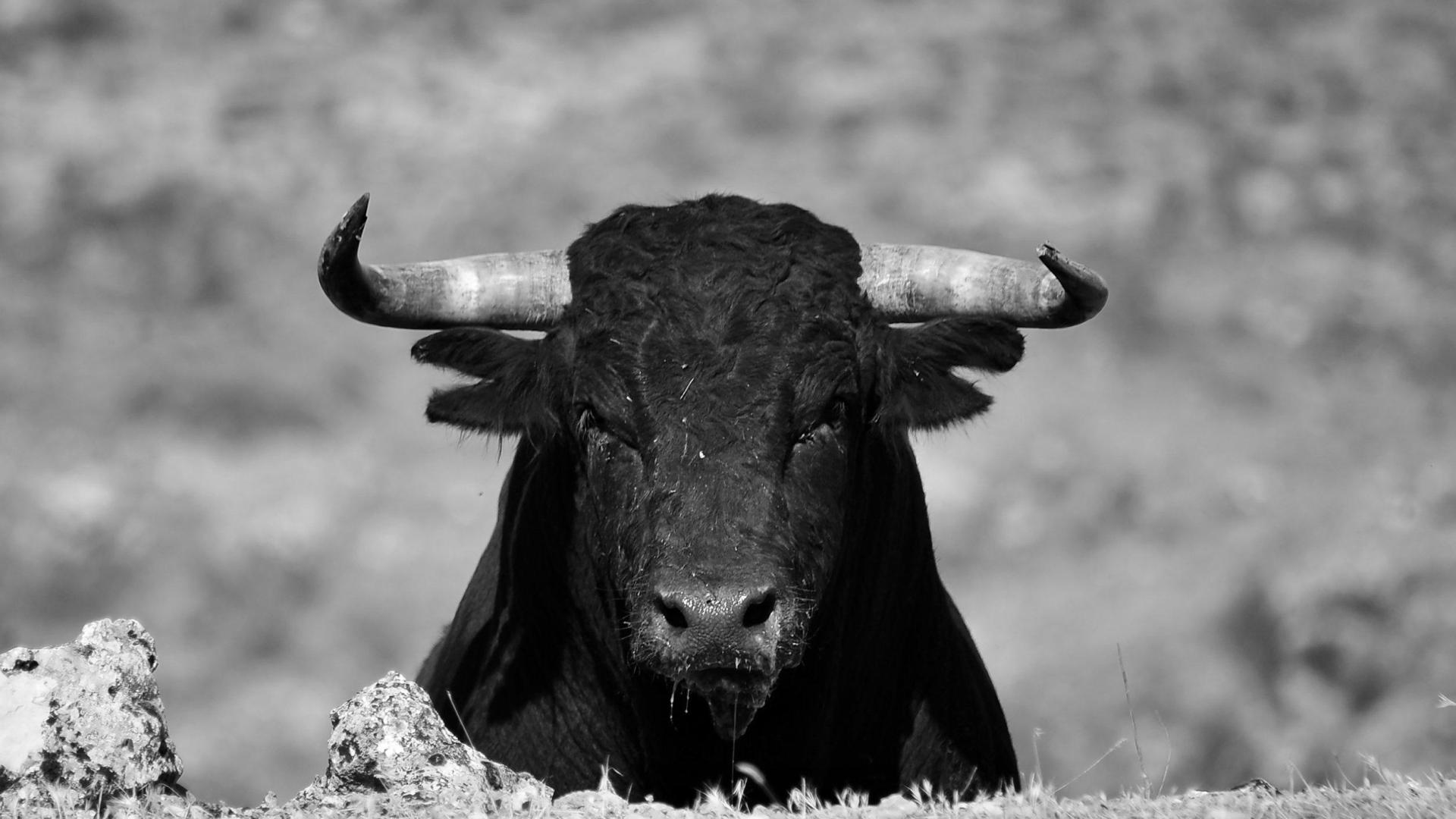 Imagen de un toro.