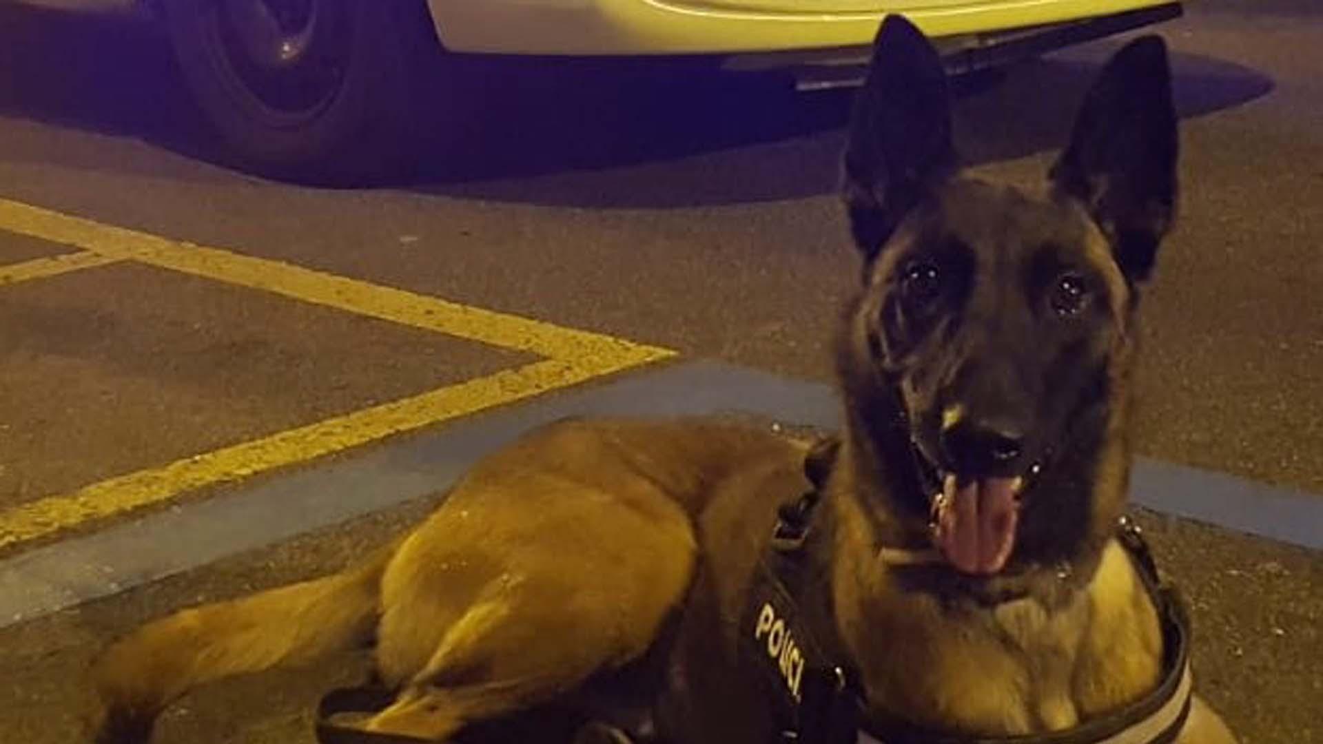 En los últimos días la Policía Municipal de Pamplona ha realizado 12 decomisos de droga