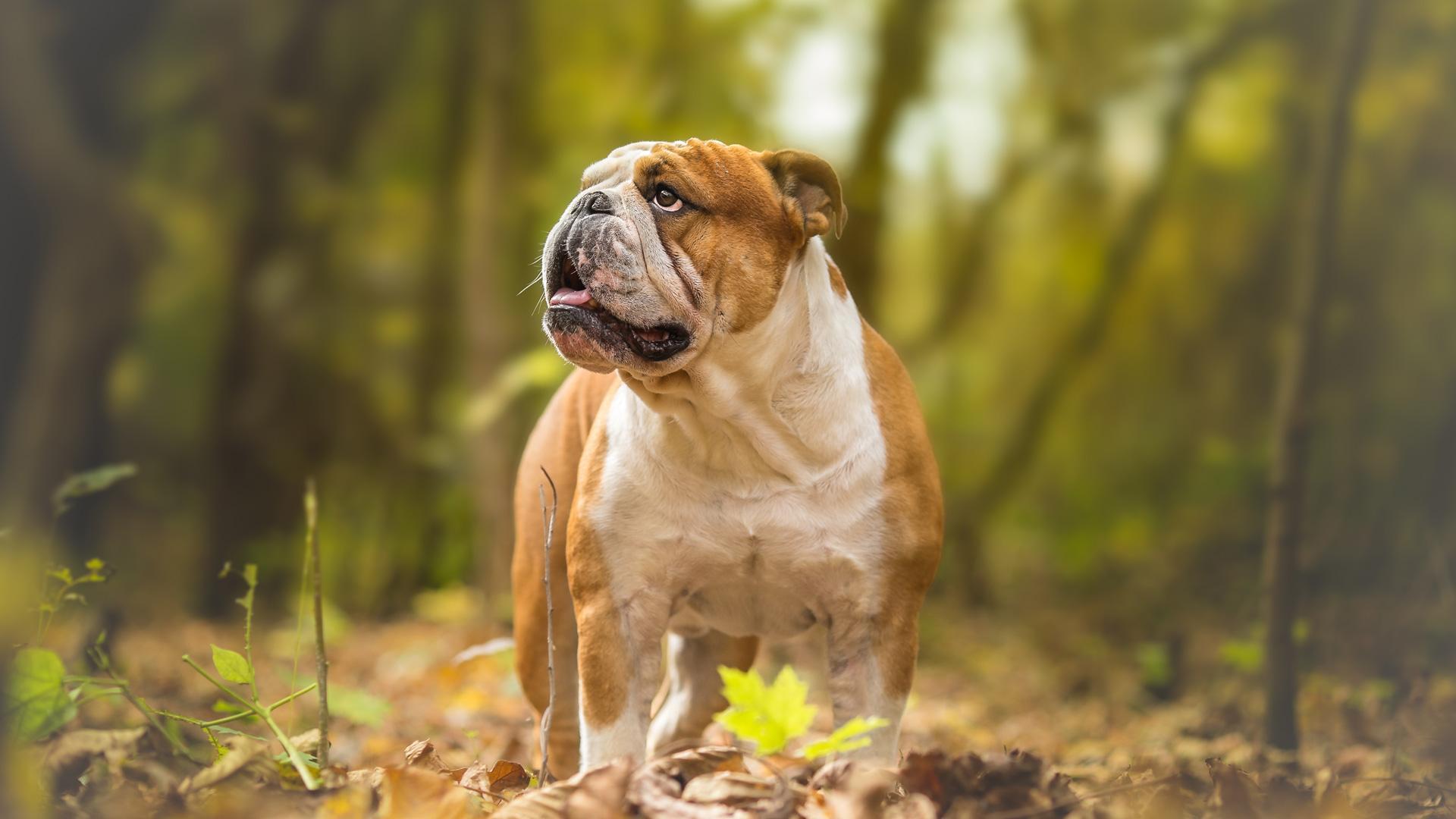 Un bulldog inglés