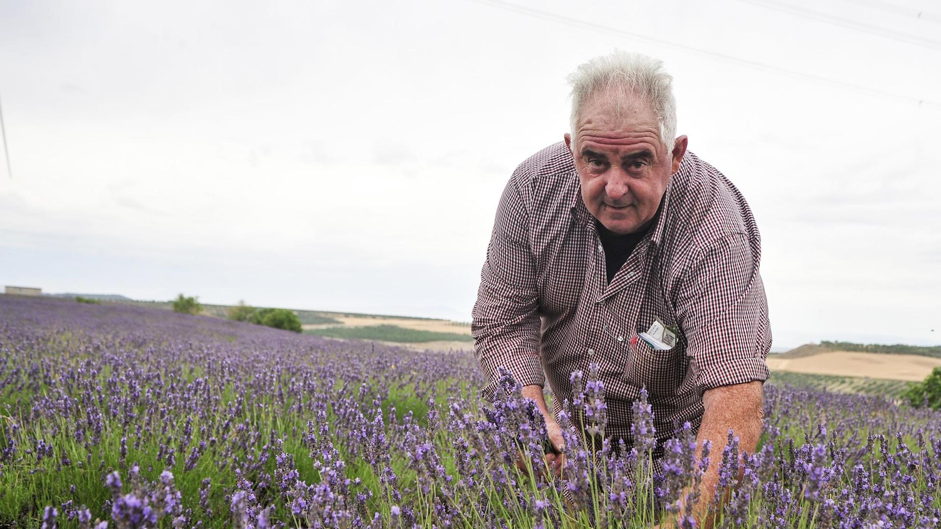 Pedro Rodeles, en su campo de lavanda, en el paraje de la Fraila, en Olite.
