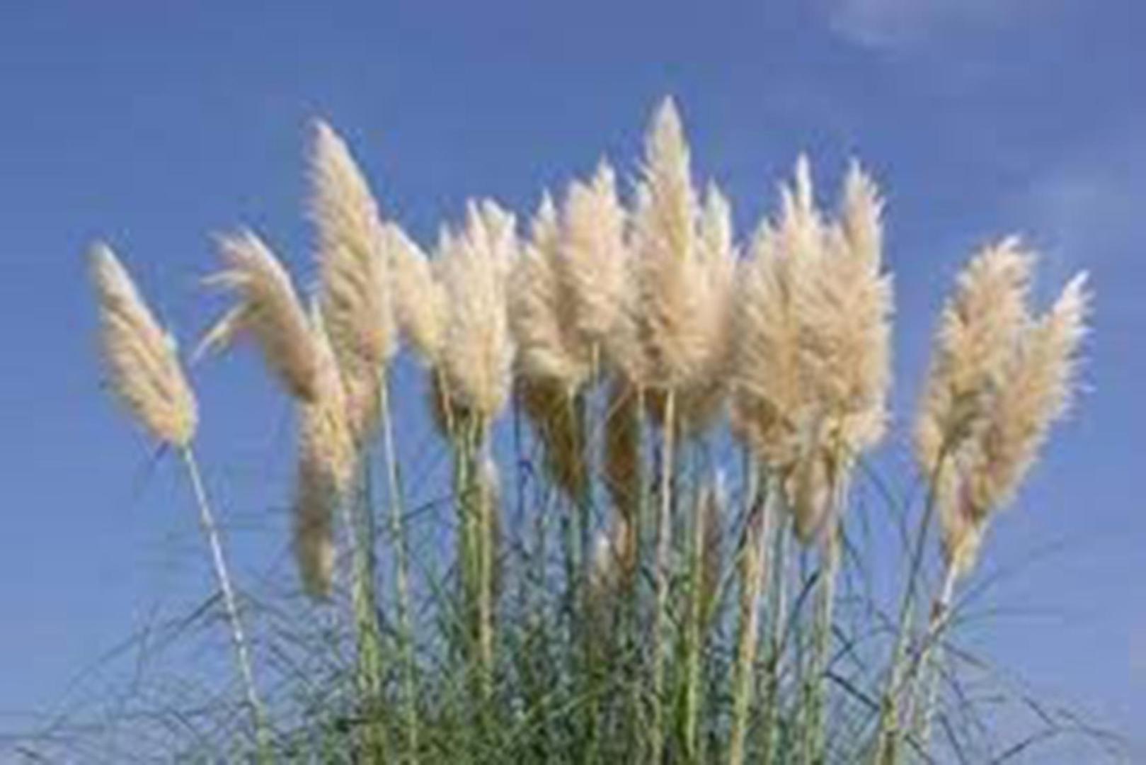 Así es la planta cuando tiene todas sus flores -plumas-