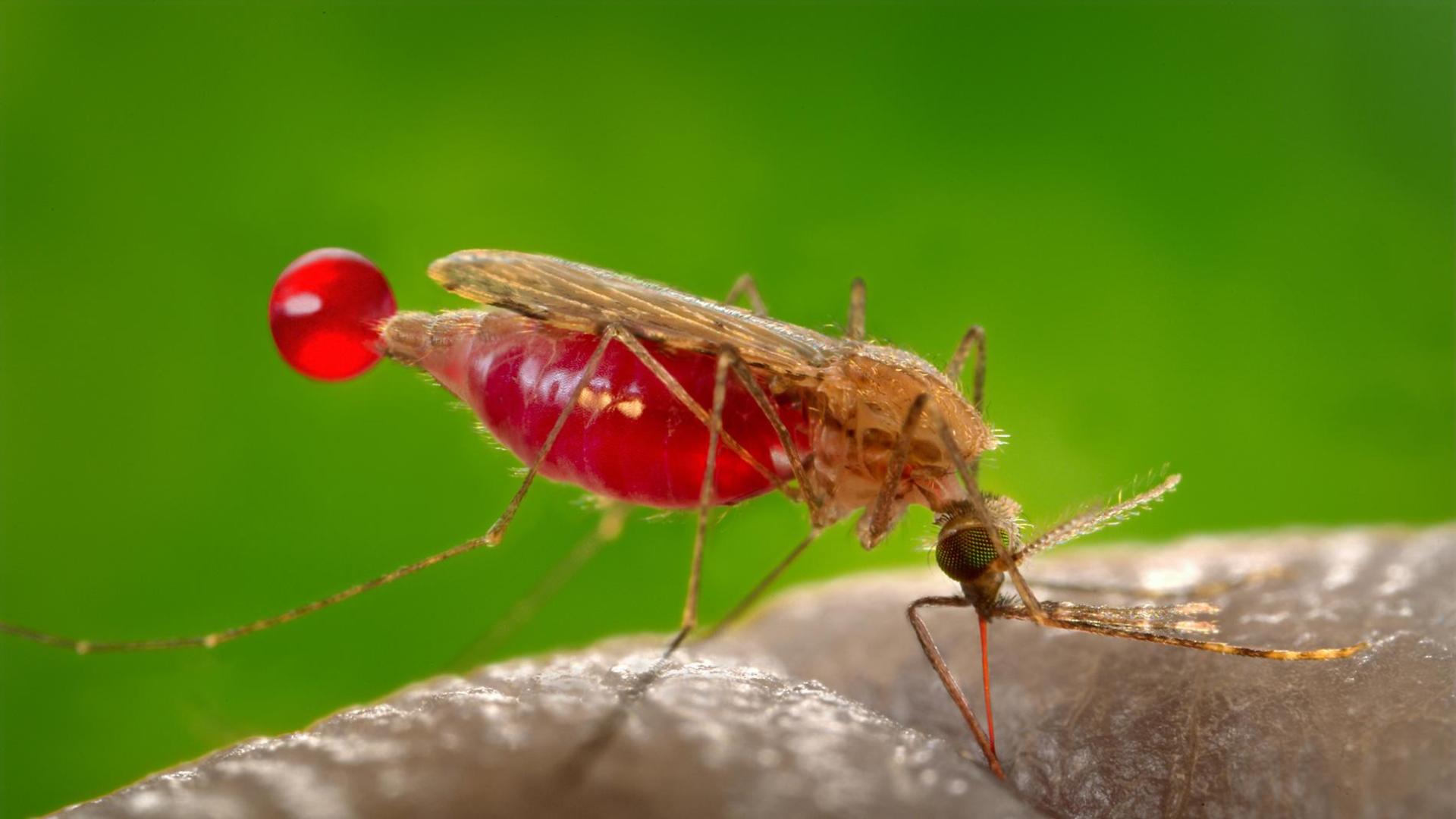 Hembra de mosquito Anopheles gambiae, vector del parásito que causa la malaria, Plasmodium falciparum. Este parásito produce un precursor llamado (E)-4-hidroxi-3-metil-but2-enil pirofosfato que activa los glóbulos rojos humanos para atraer con más fuerza al mosquito e invitarle a chuparnos la sangre.