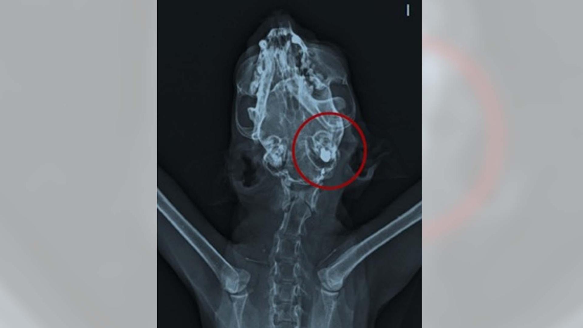 Radiografía del gato al que dispararon los detenidos