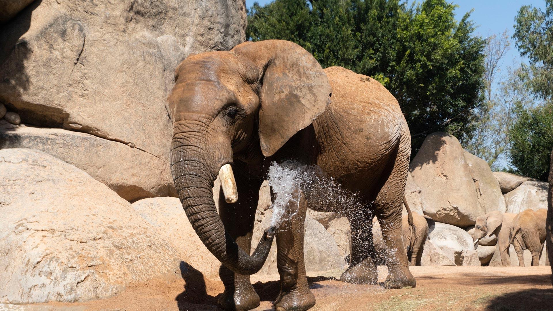 El elefante Kibo