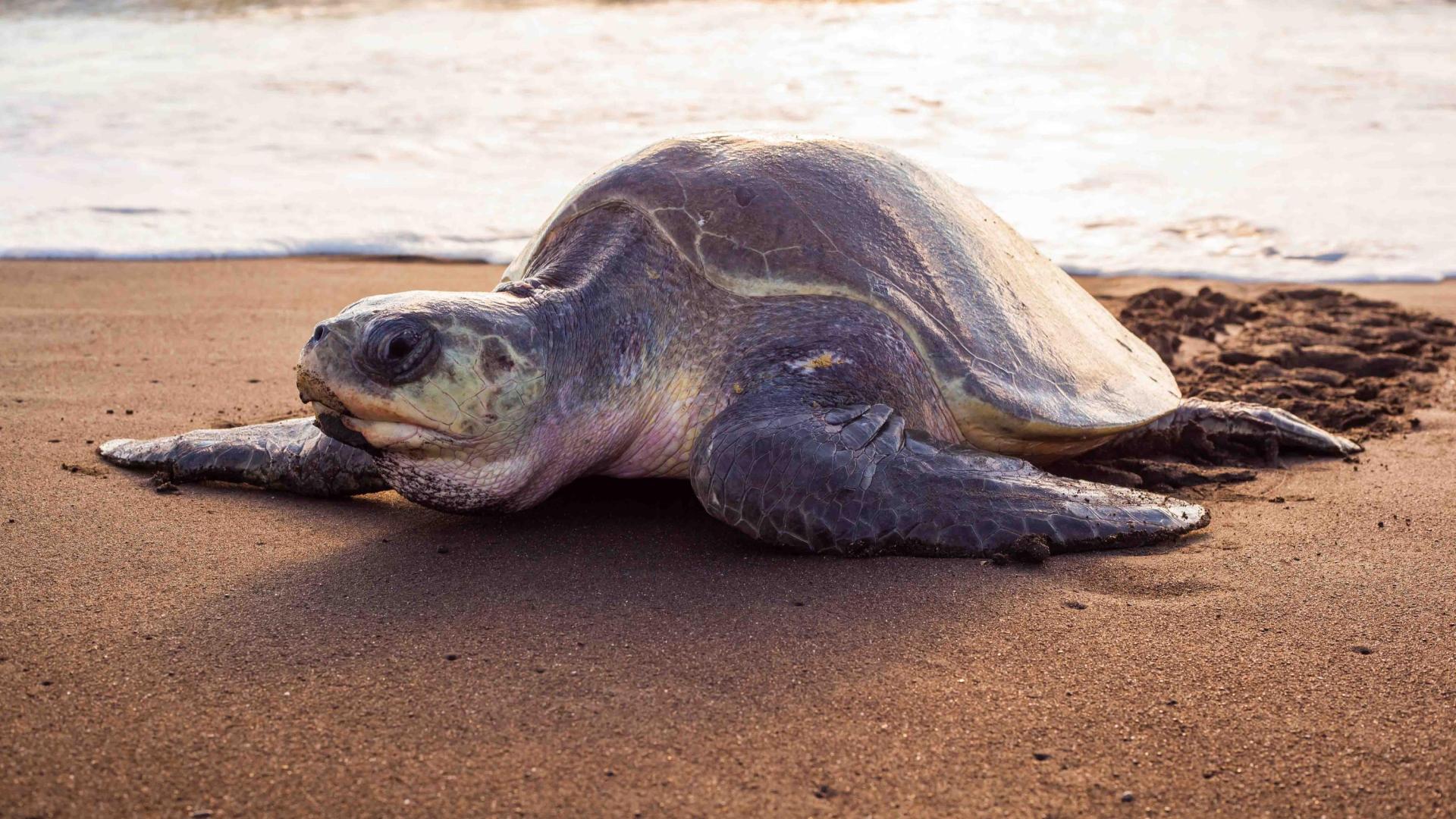 Una tortuga verde en la playa del Ostional, en Costa Rica