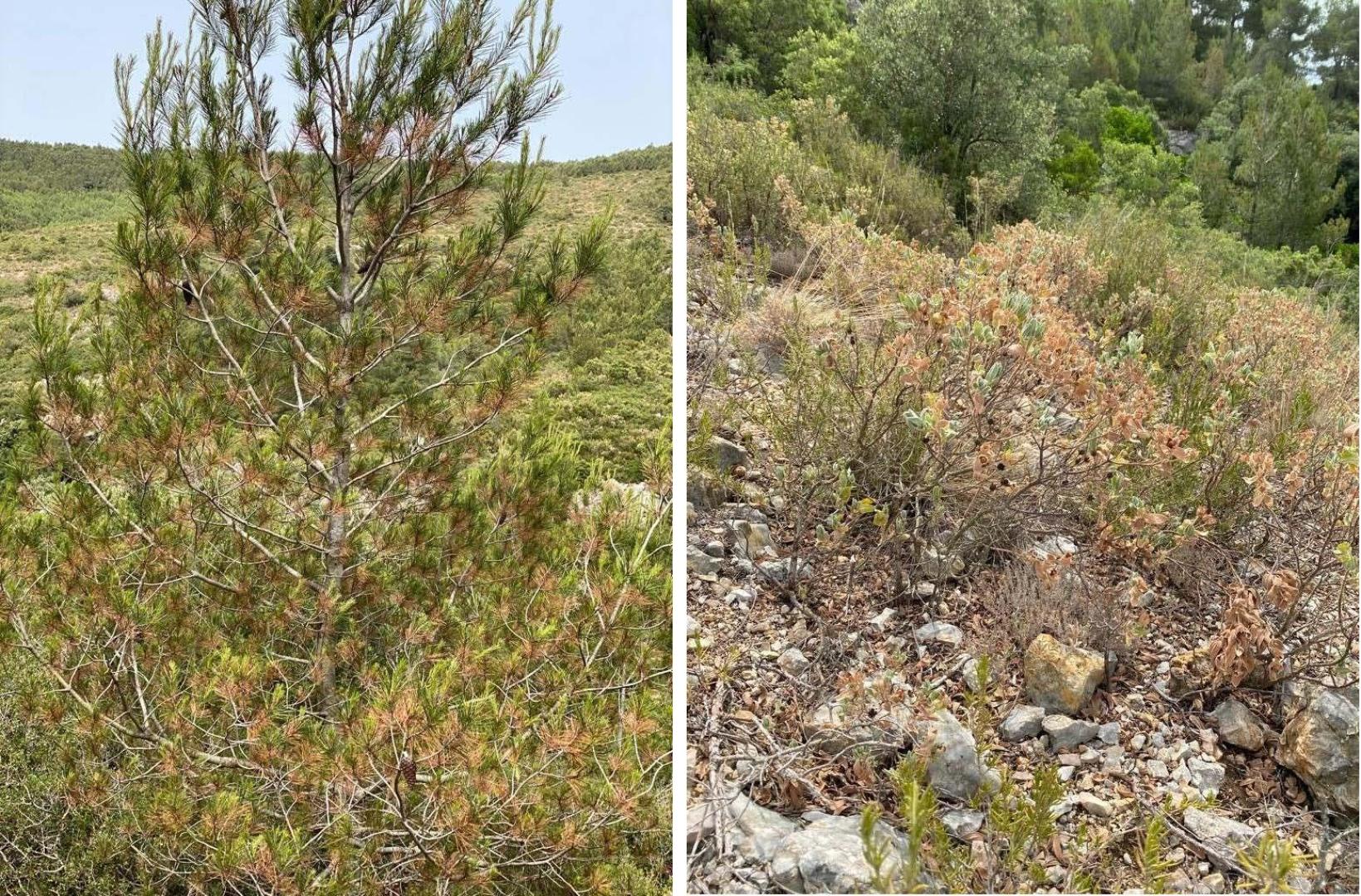 Las plantas se secan durante olas de calor, como vemos en las jaras (derecha) o pinos (izquierda)