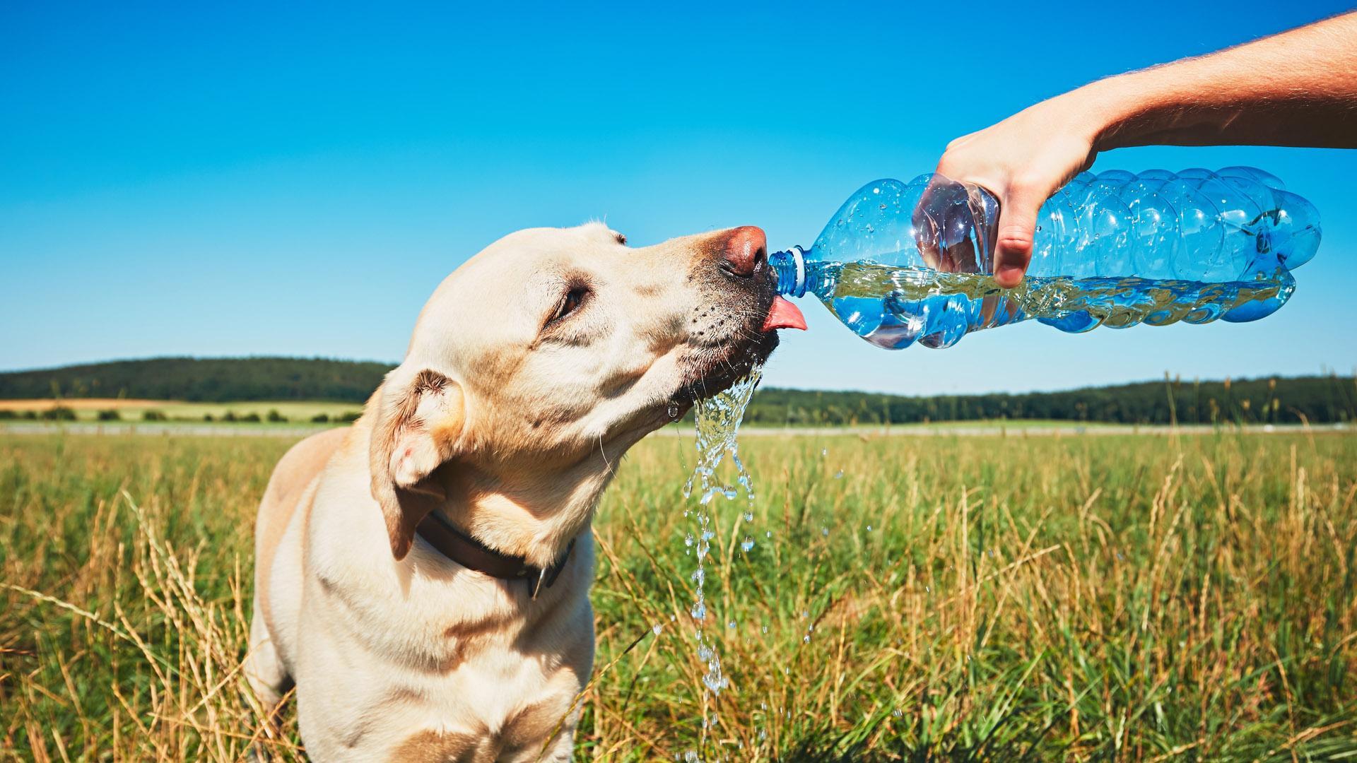 Un perro bebe agua