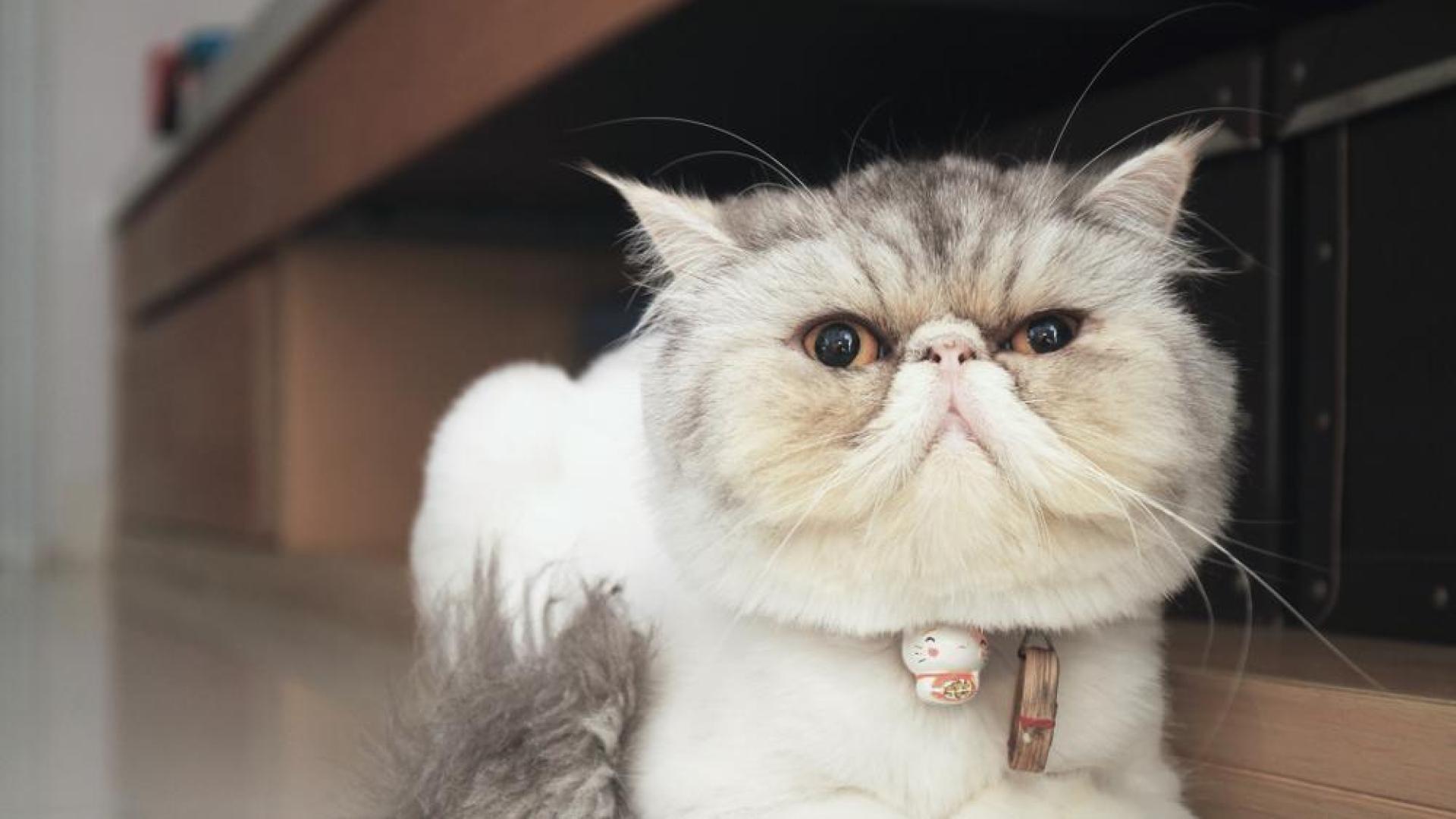 Gato