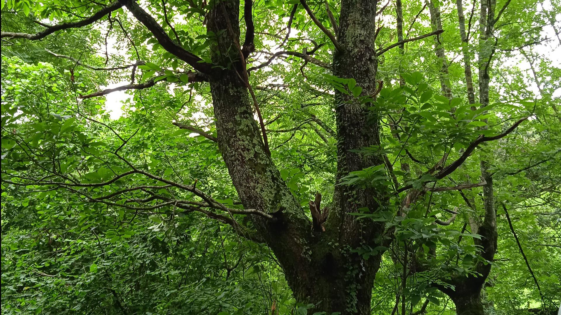 Medio Ambiente constata una reducción de los daños causados por la avispilla del castaño en Navarra